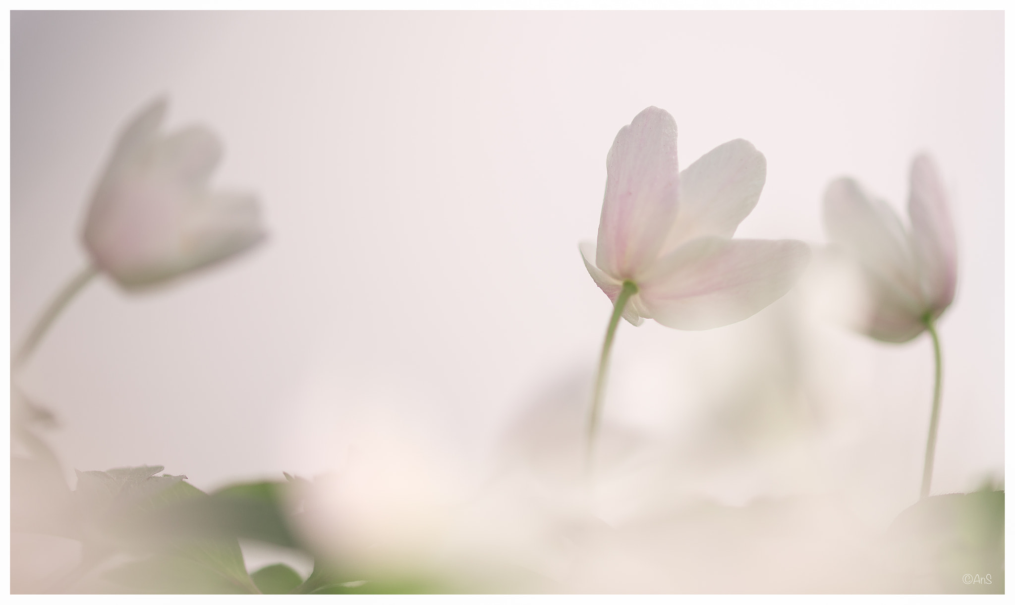 Sigma 105mm F2.8 EX DG OS HSM sample photo. Silhouettes photography