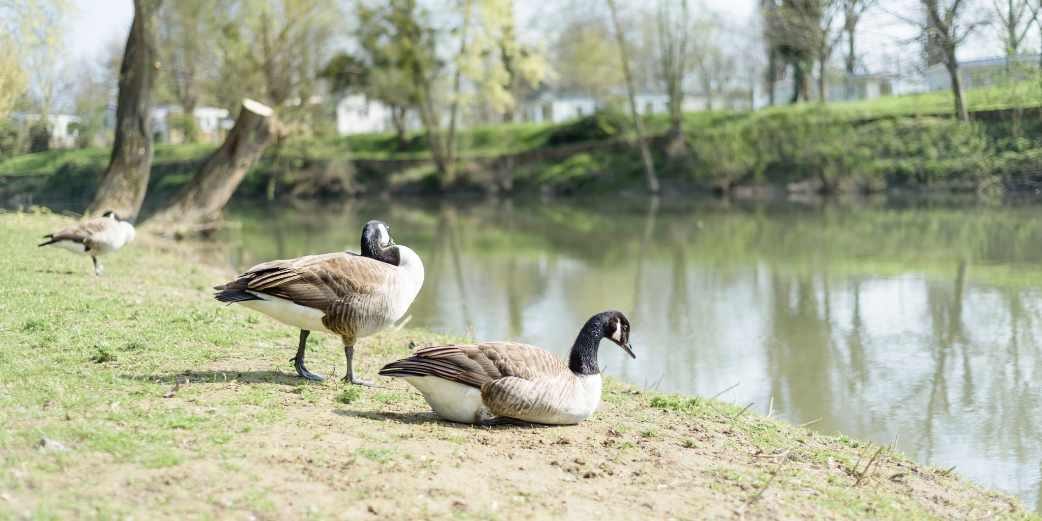 Nikon D750 + Nikon AF Nikkor 50mm F1.8D sample photo. Geese (2) photography