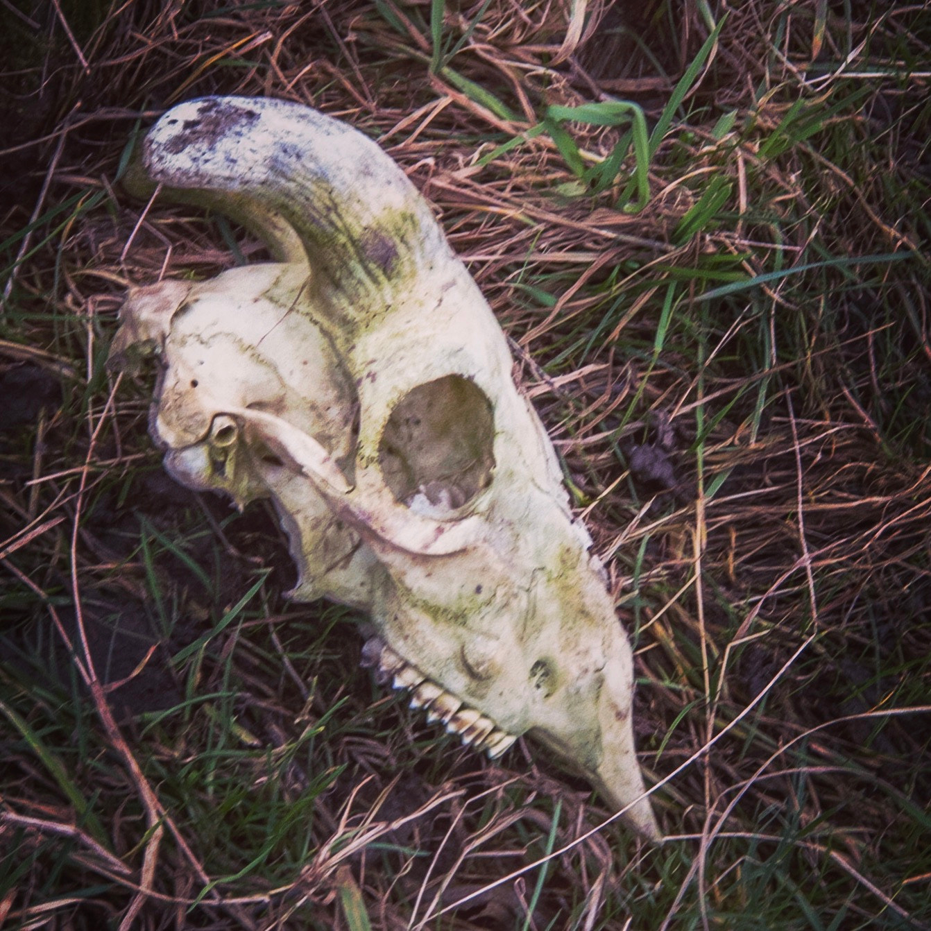 Apple iPhone 7 Plus + iPhone 7 Plus back camera 6.6mm f/2.8 sample photo. Animal skull photography