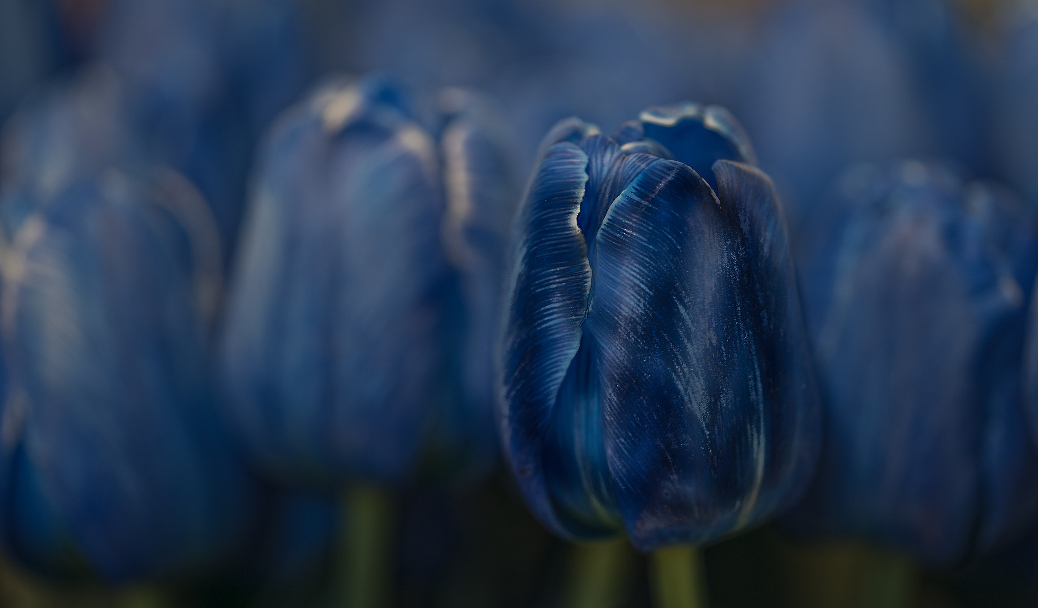 Sigma 105mm F2.8 EX DG OS HSM sample photo. Something blue photography