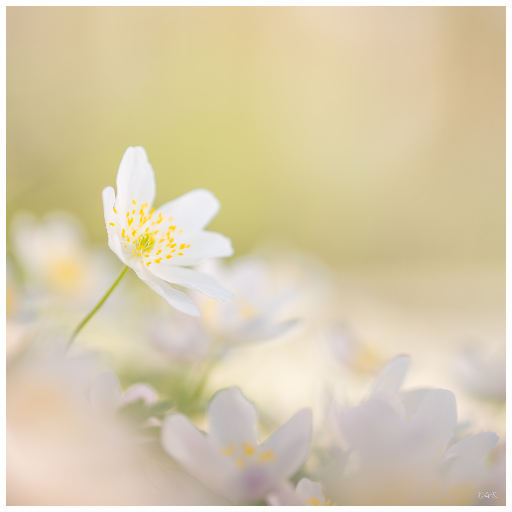 Sigma 105mm F2.8 EX DG OS HSM sample photo. Anemone between anemones photography