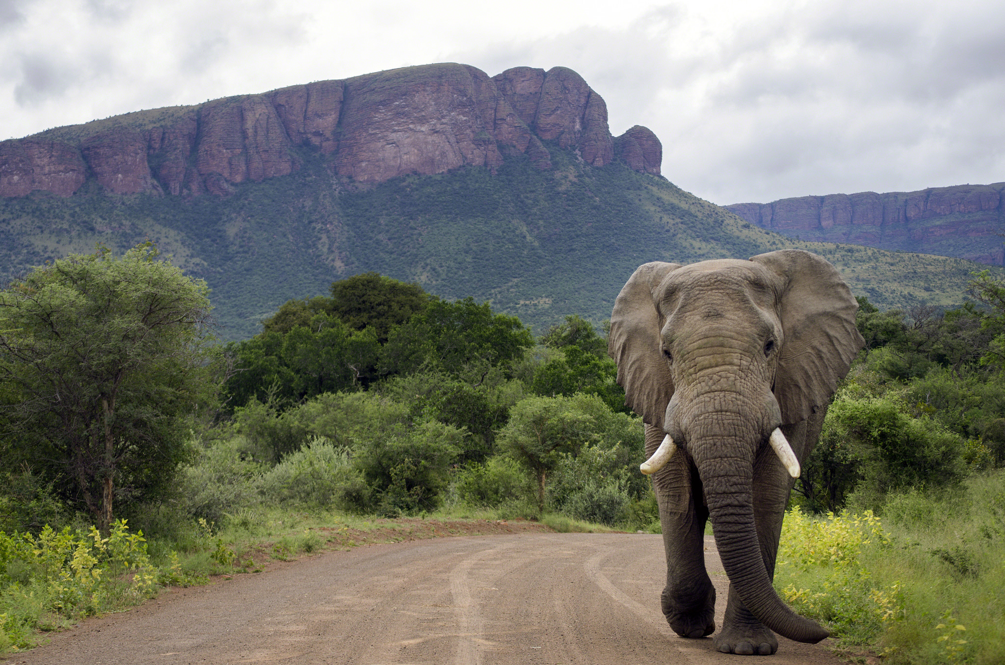 Nikon D7000 sample photo. Marakele elephant photography