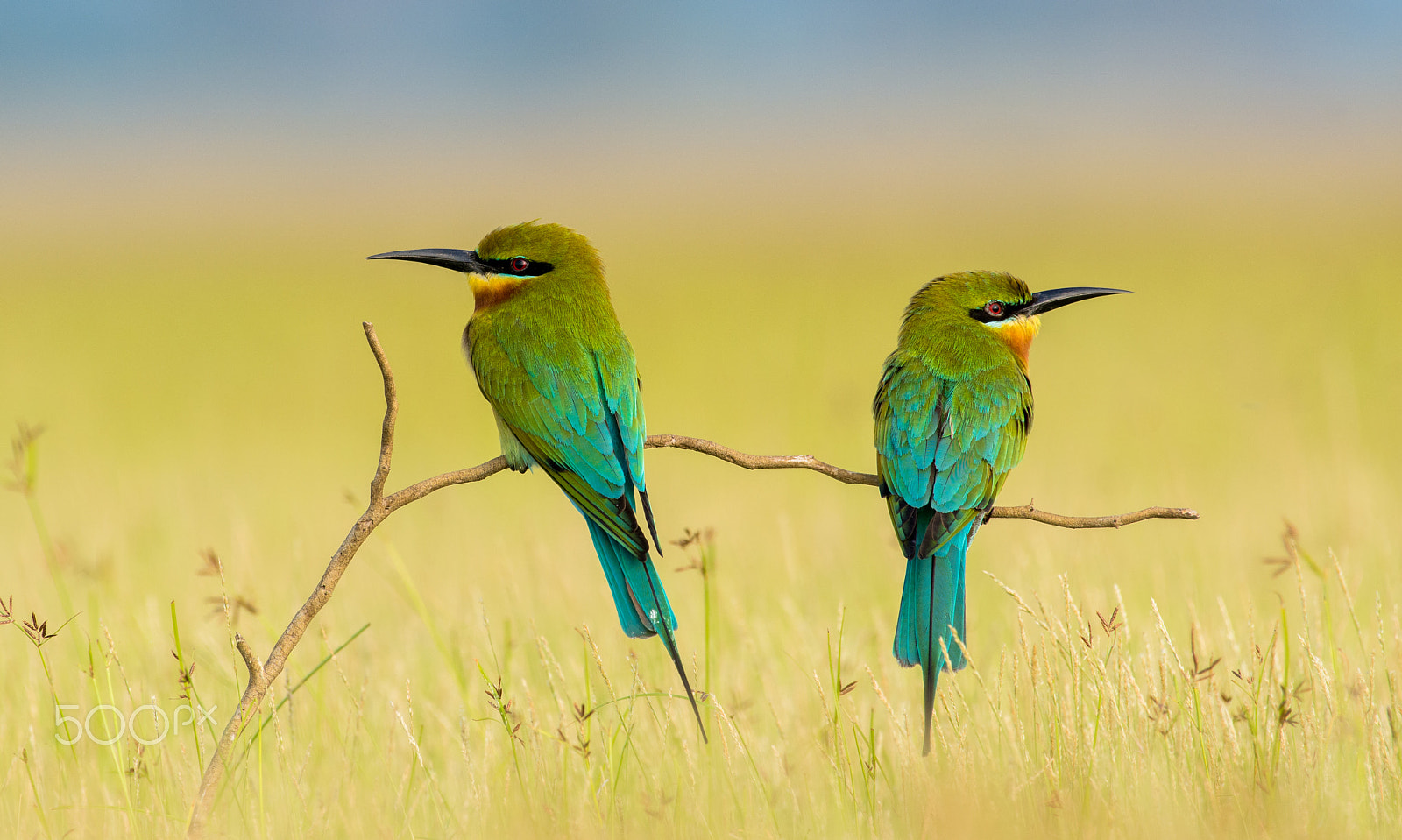 Nikon AF-S Nikkor 200-500mm F5.6E ED VR sample photo. Bee eater photography