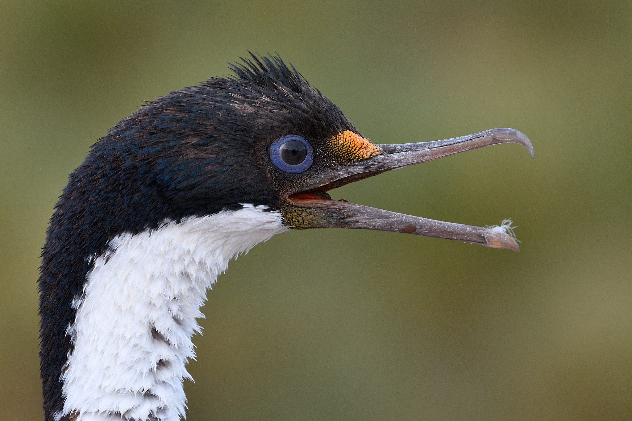Nikon D500 sample photo. Imperial shag photography