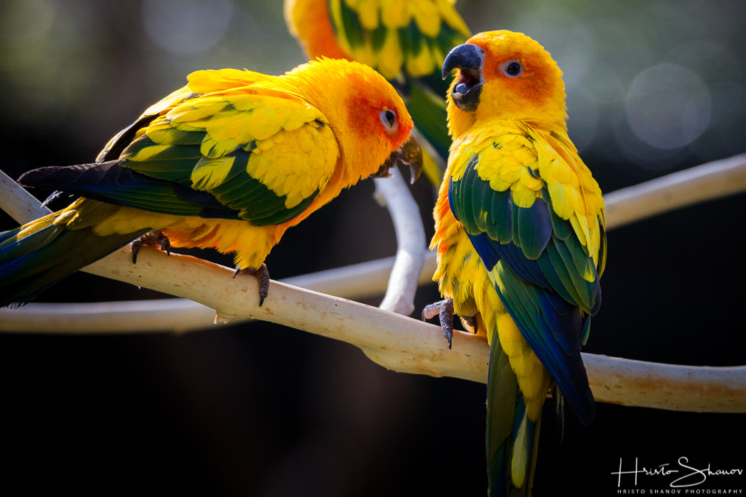 Tamron SP 150-600mm F5-6.3 Di VC USD sample photo. Parrots photography