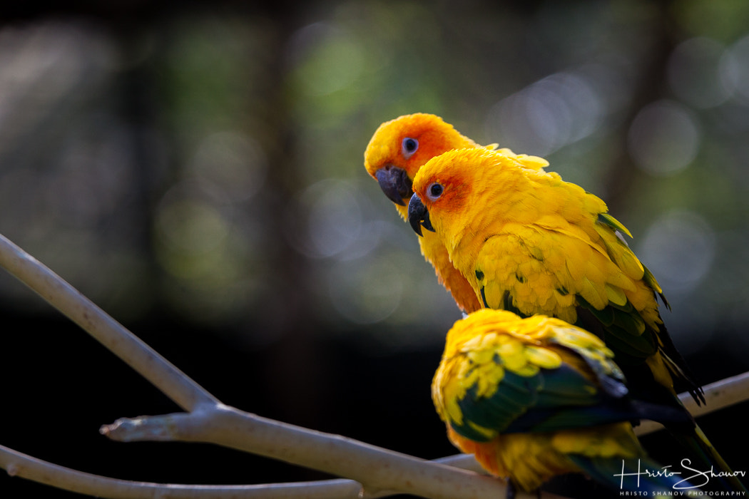Canon EOS 5D Mark II + Tamron SP 150-600mm F5-6.3 Di VC USD sample photo. Parrots photography
