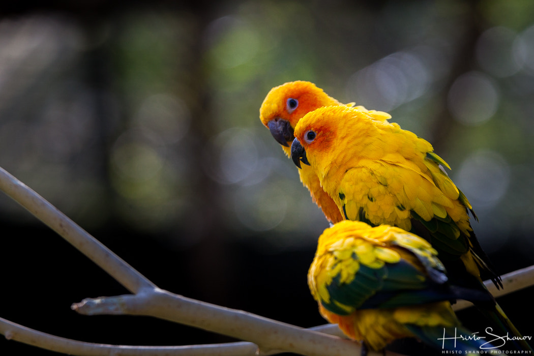 Tamron SP 150-600mm F5-6.3 Di VC USD sample photo. Parrots photography