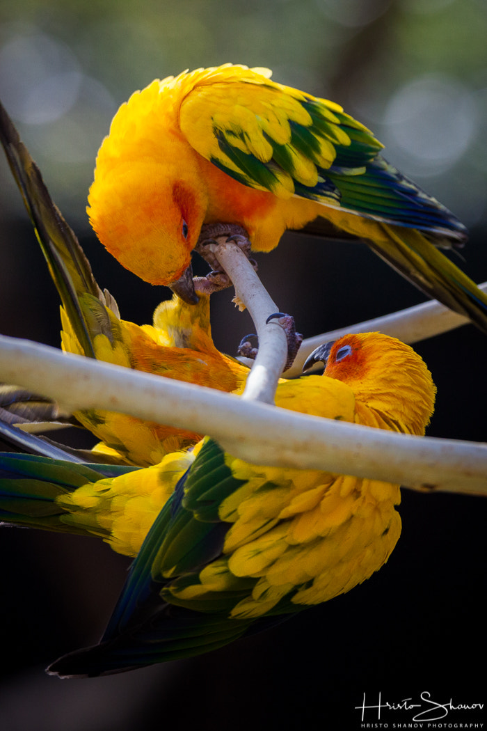 Tamron SP 150-600mm F5-6.3 Di VC USD sample photo. Parrots photography