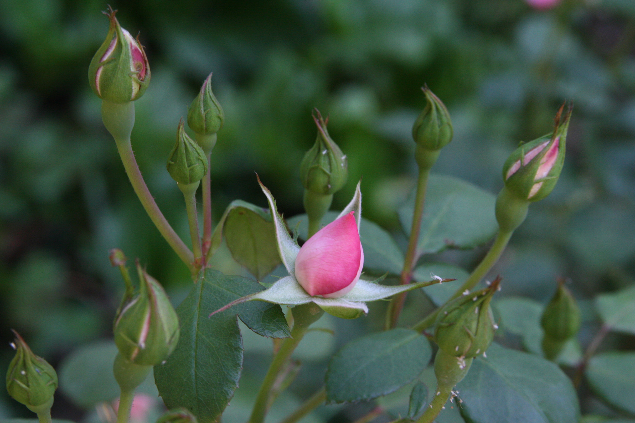 Canon EOS 30D + Canon EF 28-135mm F3.5-5.6 IS USM sample photo. фот photography