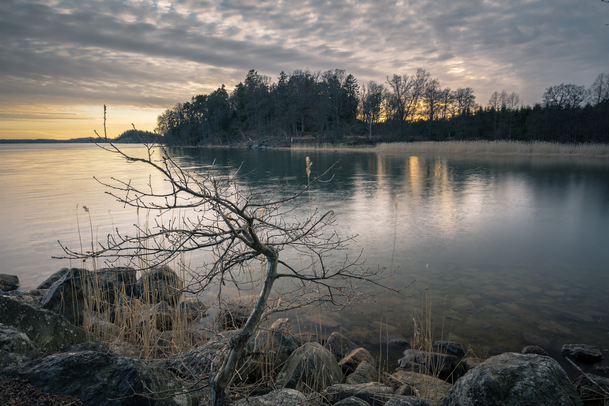 Nikon D7200 + Sigma 10-20mm F3.5 EX DC HSM sample photo. Tree in the sunset photography