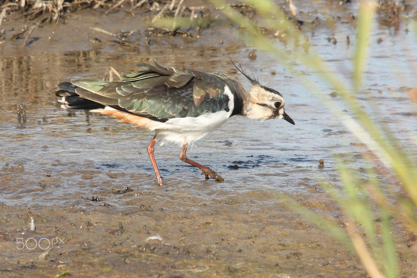 Sigma 150-500mm F5-6.3 DG OS HSM sample photo. Peewit photography
