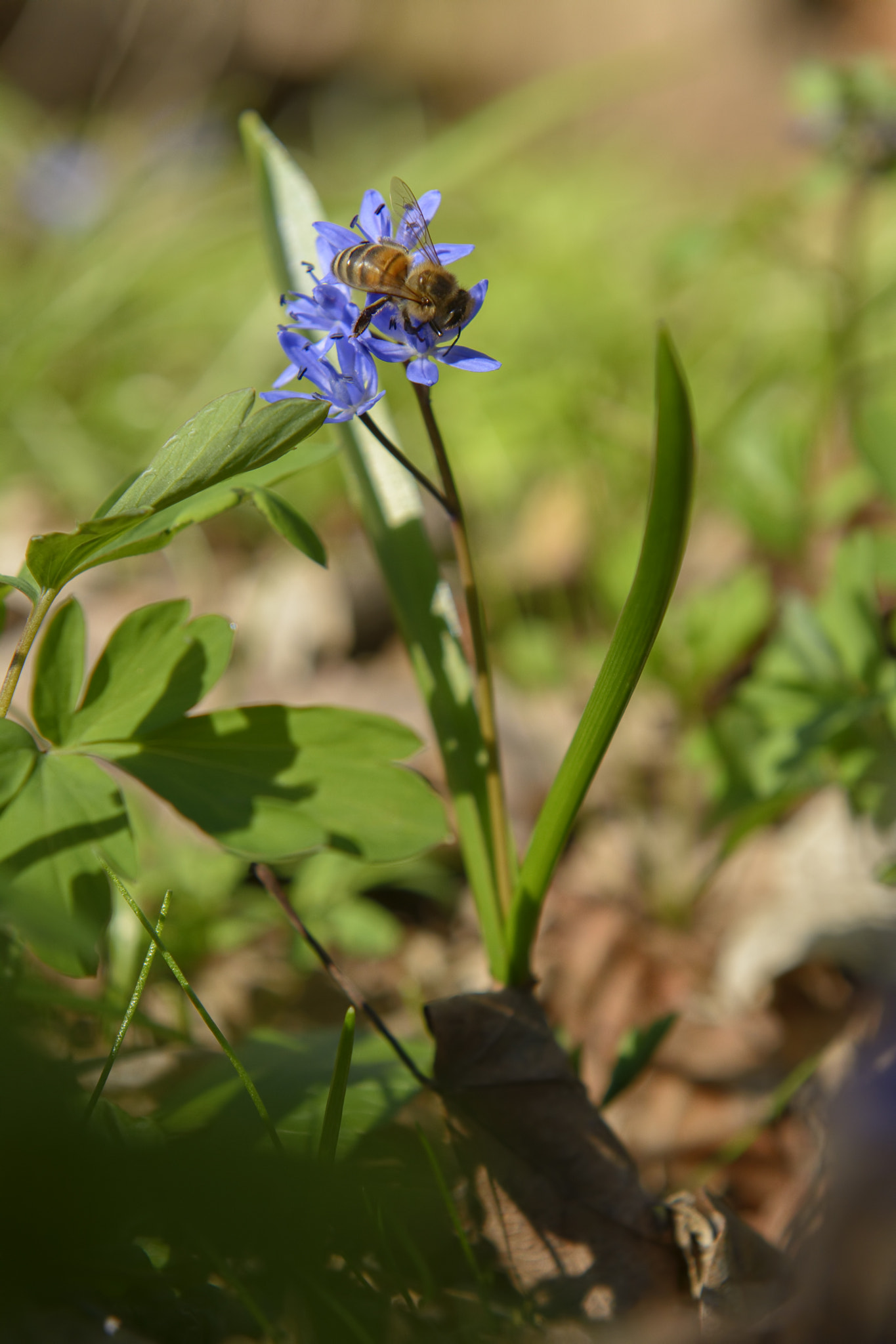 Nikon AF-S Nikkor 24-70mm F2.8G ED sample photo. Spring flowers photography