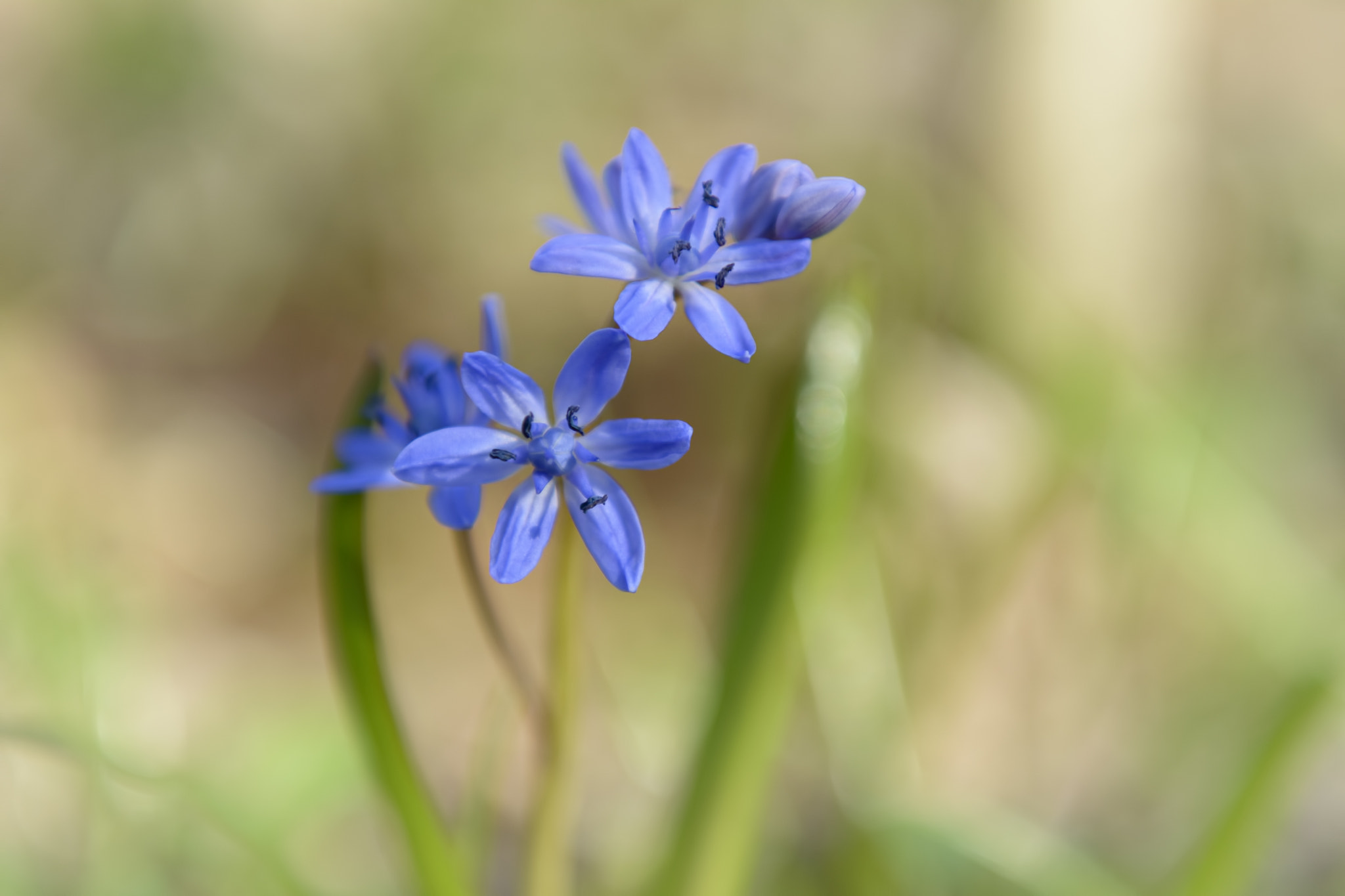 Nikon AF-S Nikkor 24-70mm F2.8G ED sample photo. Spring flowers photography