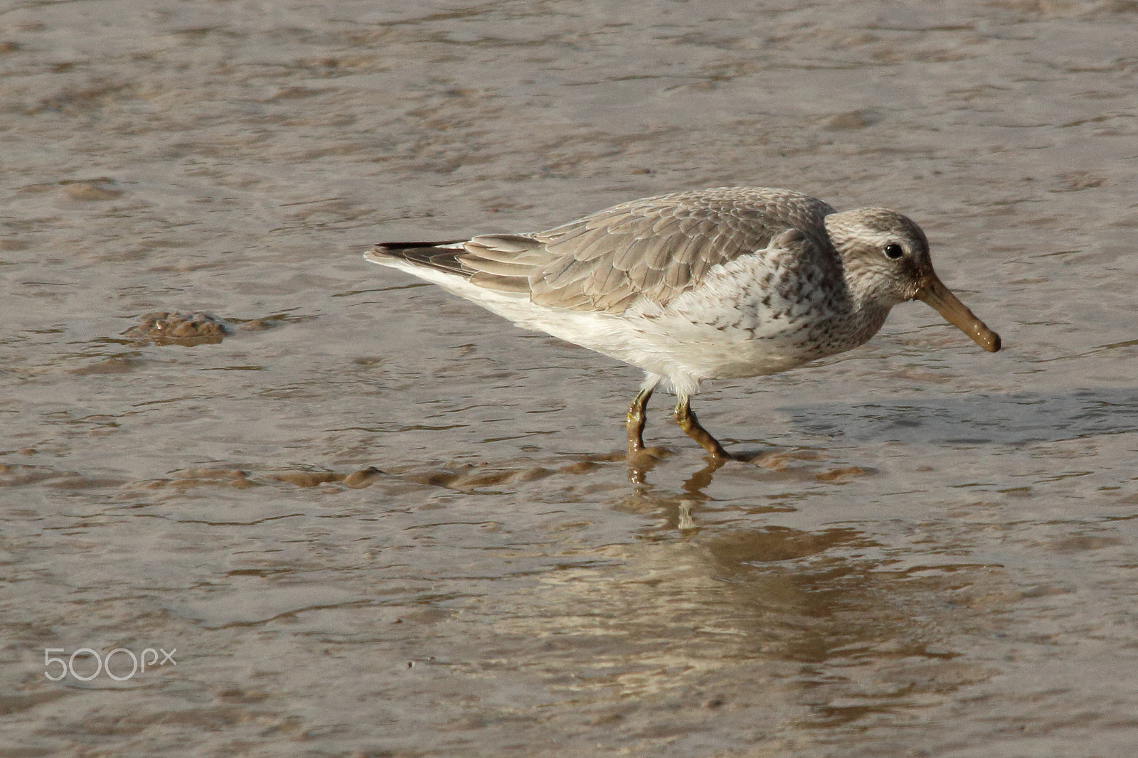 Sigma 150-500mm F5-6.3 DG OS HSM sample photo. Muddy bill photography