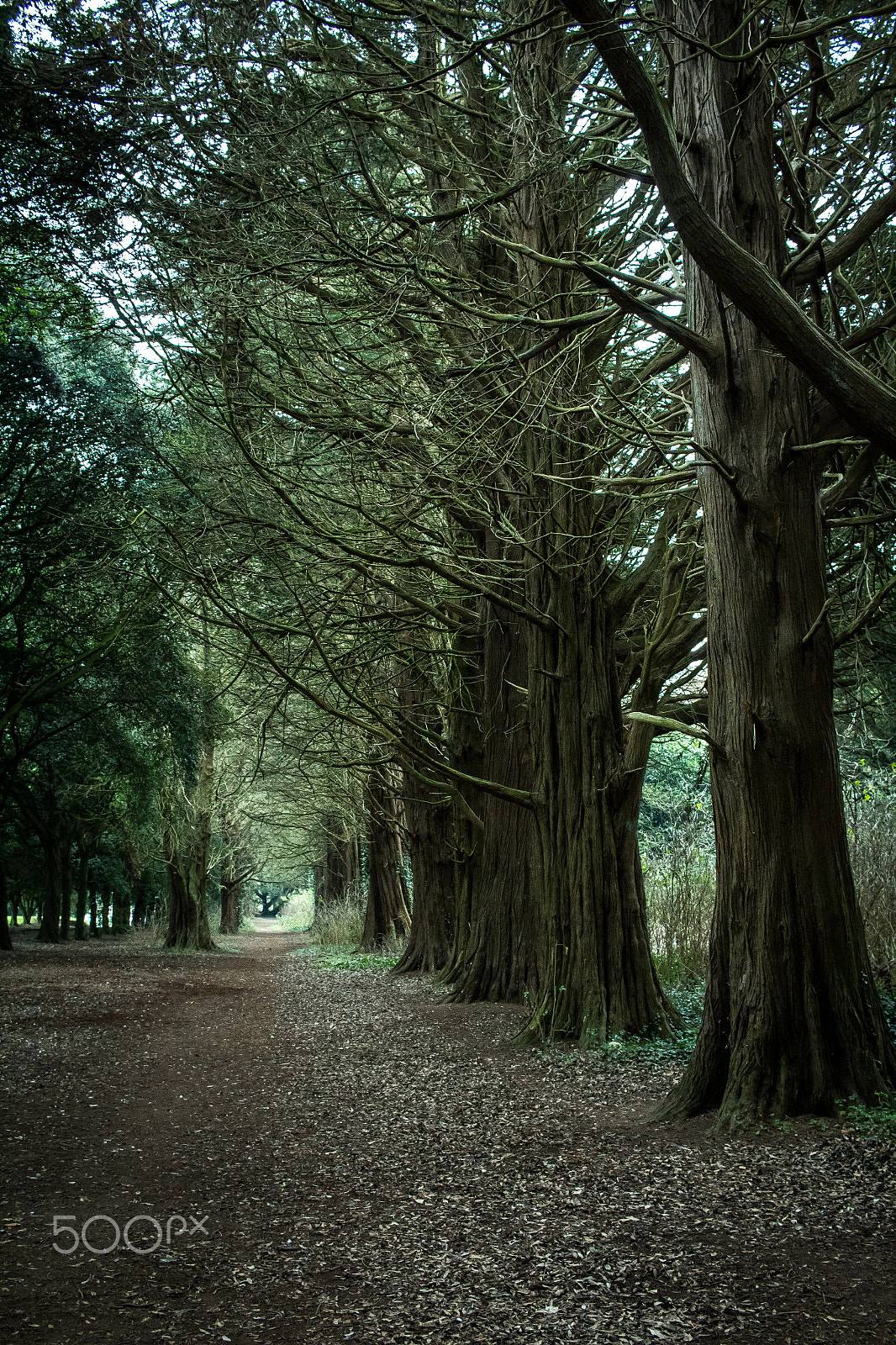 Canon EF-S 24mm F2.8 STM sample photo. Park photography