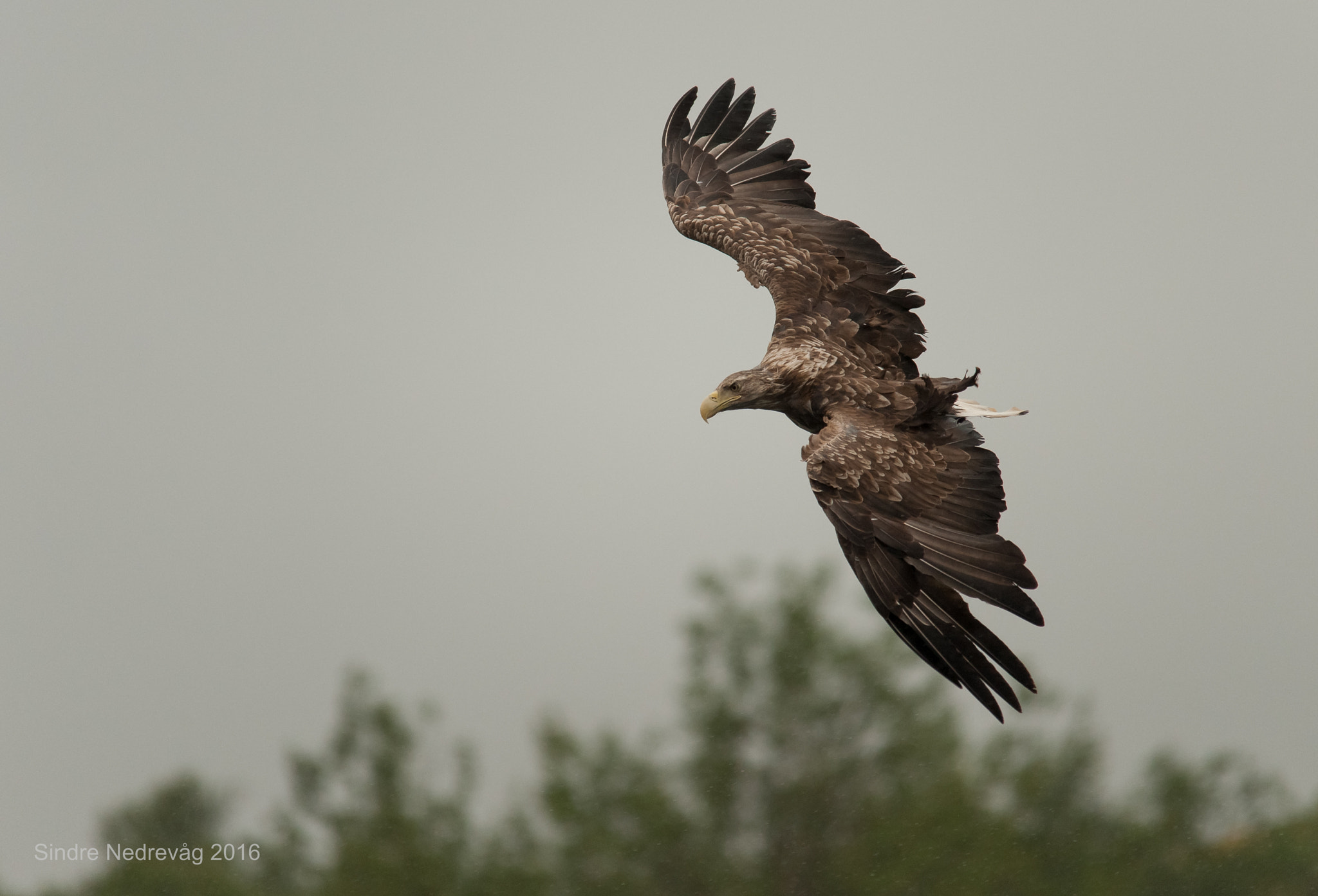 Sigma 150-500mm F5-6.3 DG OS HSM sample photo. Target locked ! photography