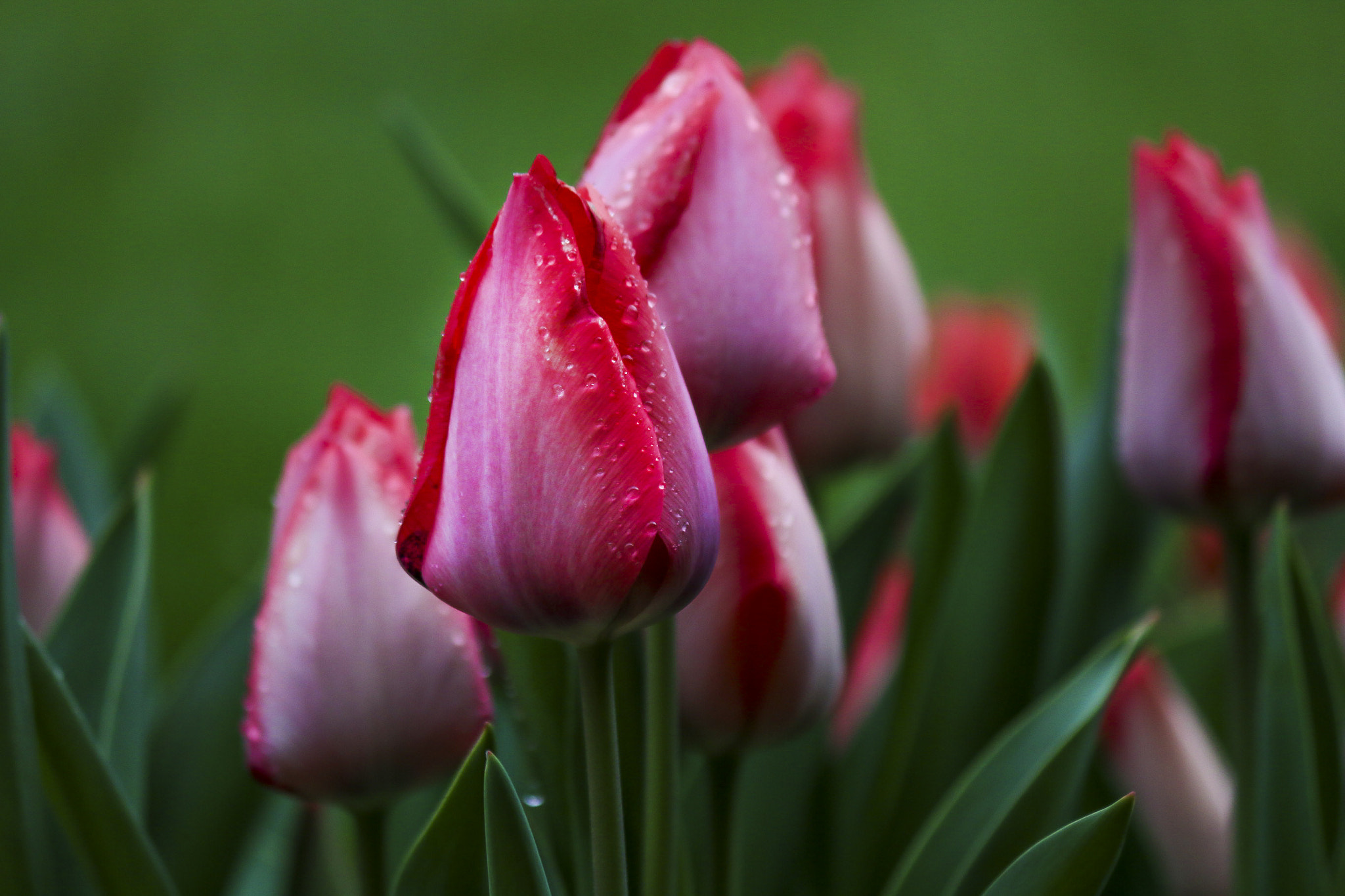 Canon EF-S 55-250mm F4-5.6 IS II sample photo. Spring tulips photography