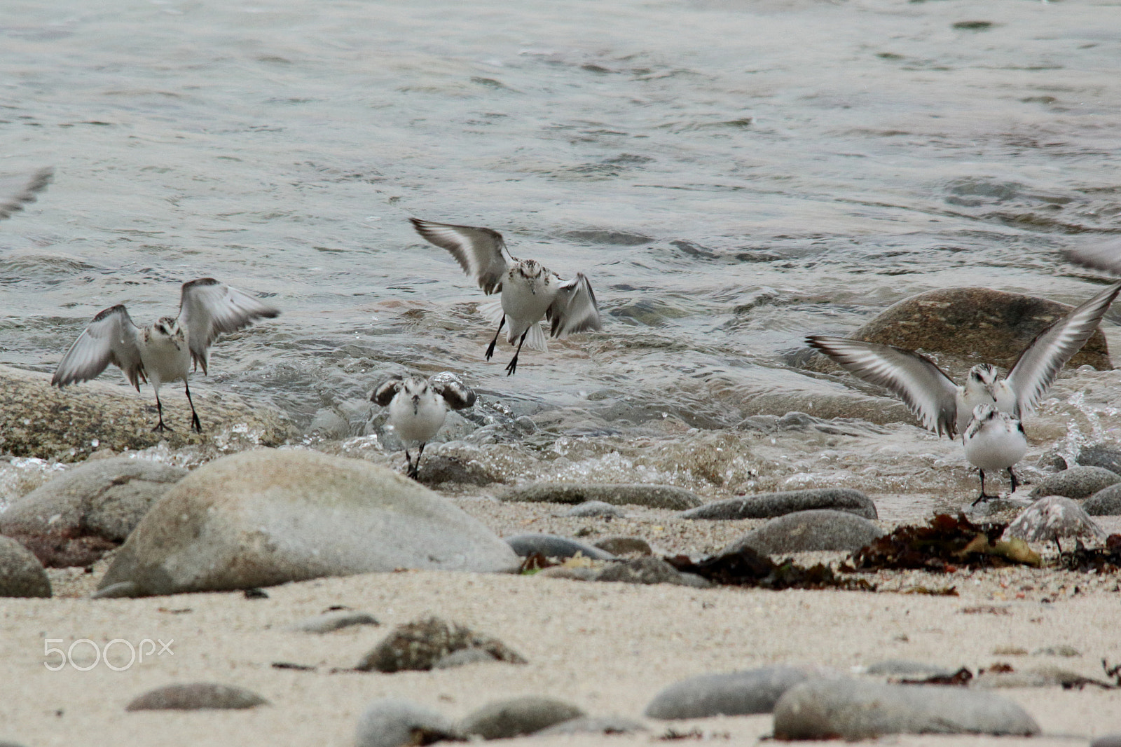 Canon EOS 70D sample photo. Landing sanderlings photography
