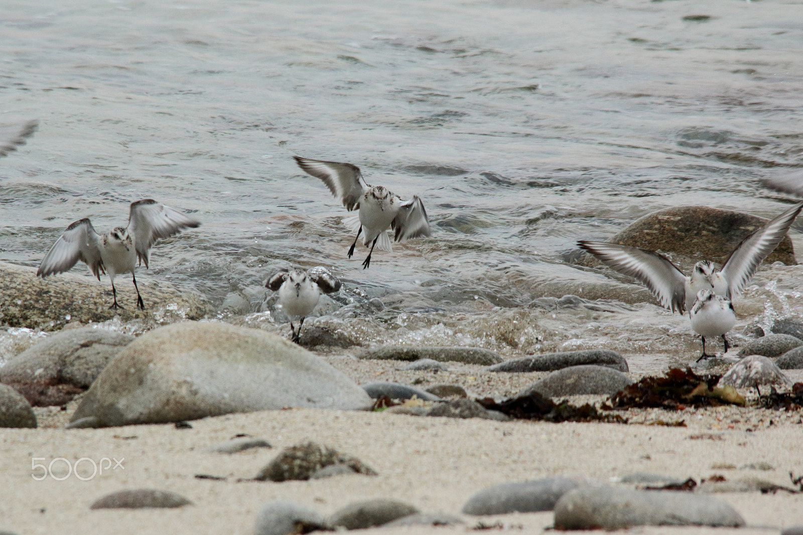 Sigma 150-500mm F5-6.3 DG OS HSM sample photo. Landing sanderlings photography