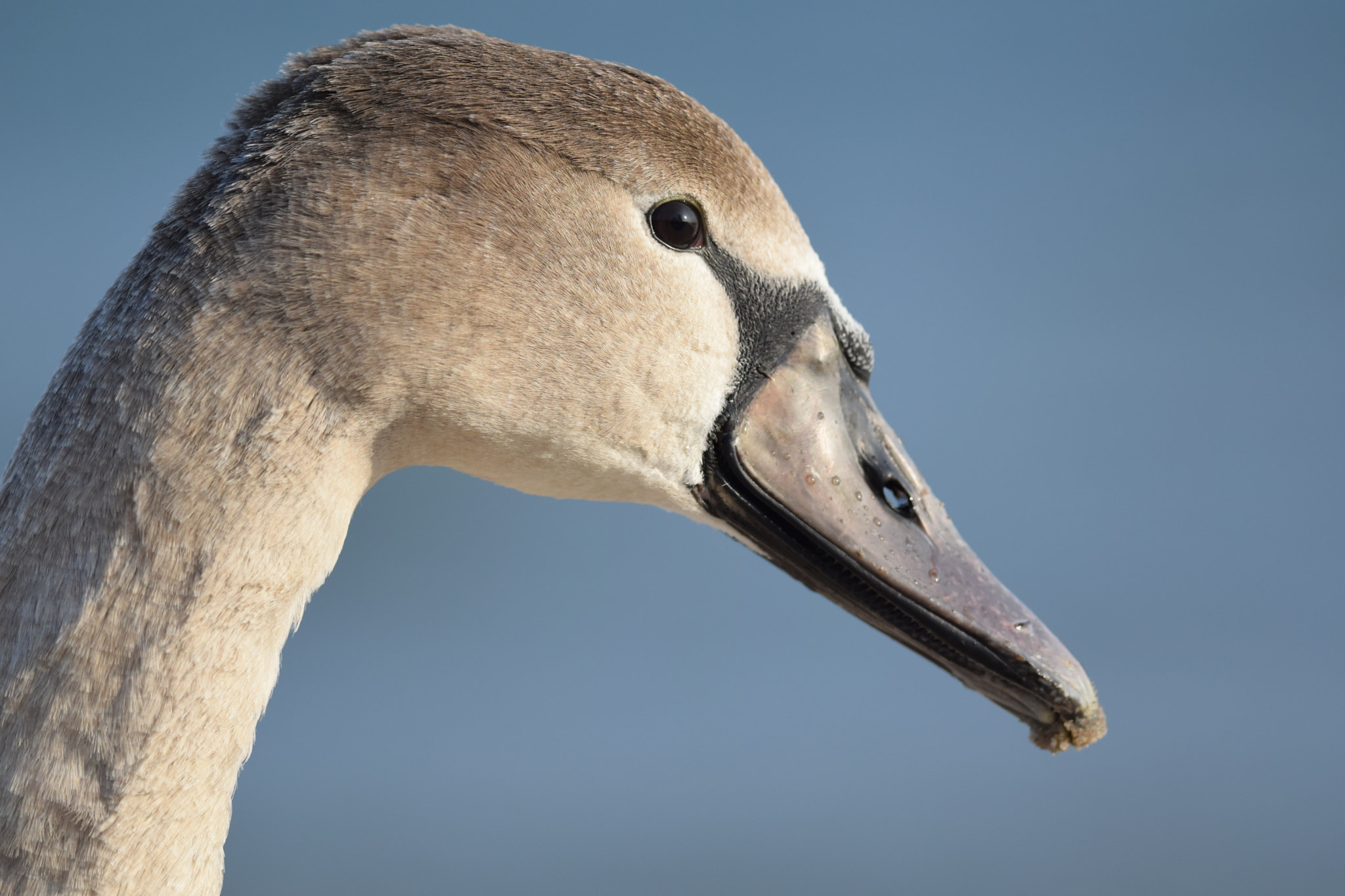 Nikon AF-S Nikkor 300mm F4D ED-IF sample photo. Mute swan. (young person) photography