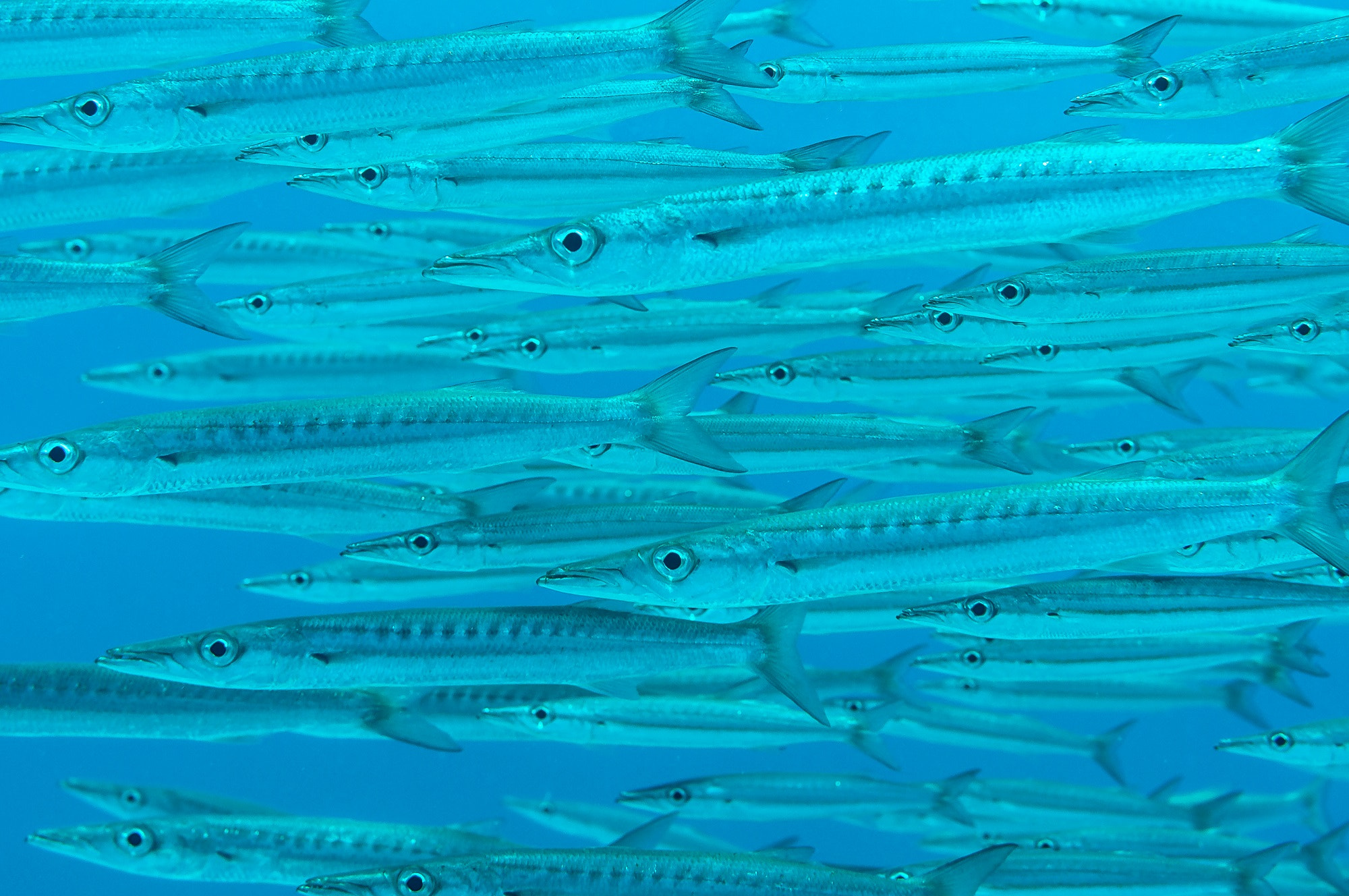 Nikon D90 sample photo. Red sea barracudas photography