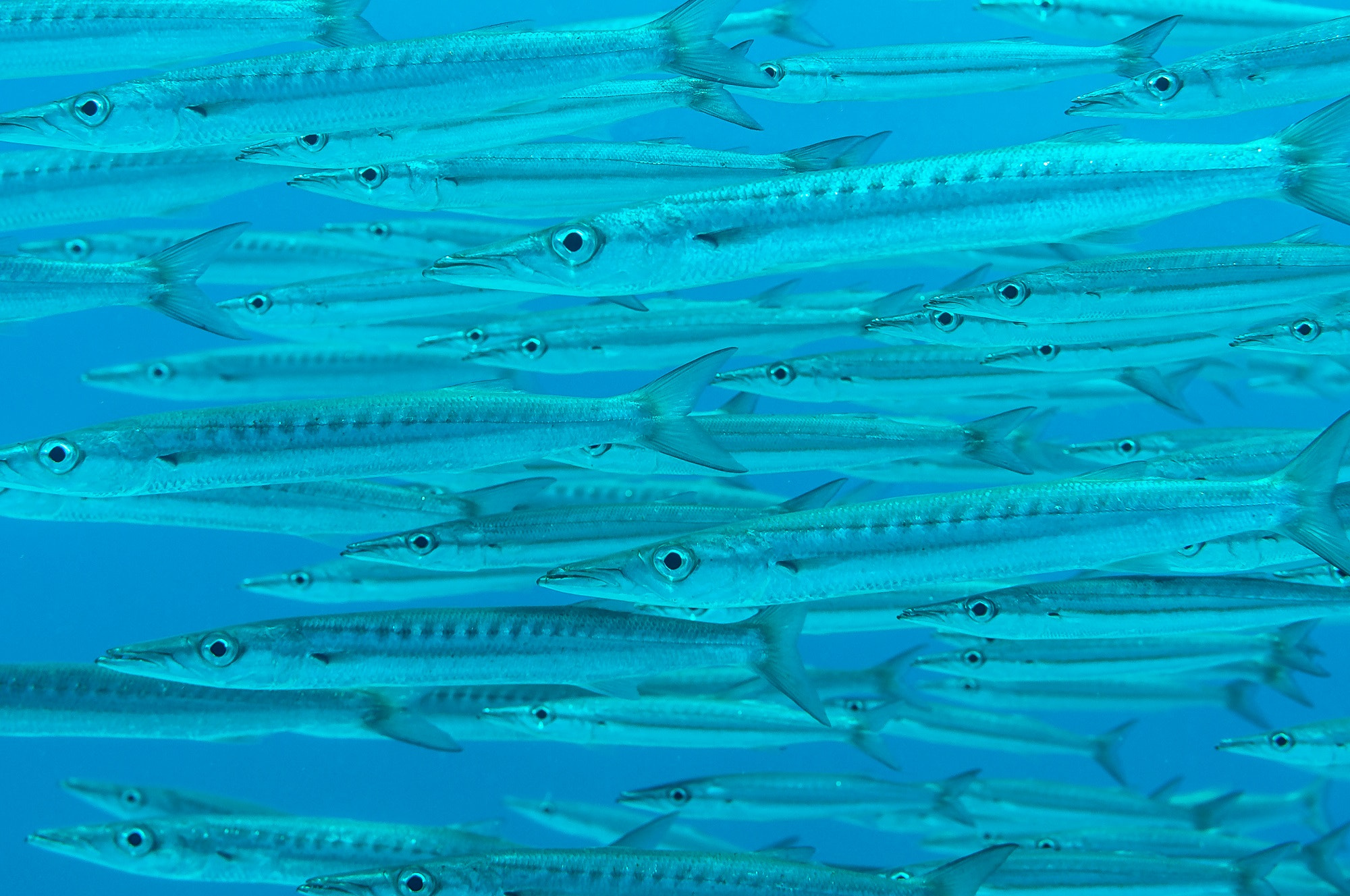 Nikon D90 + Nikon AF Nikkor 50mm F1.4D sample photo. Red sea barracudas photography