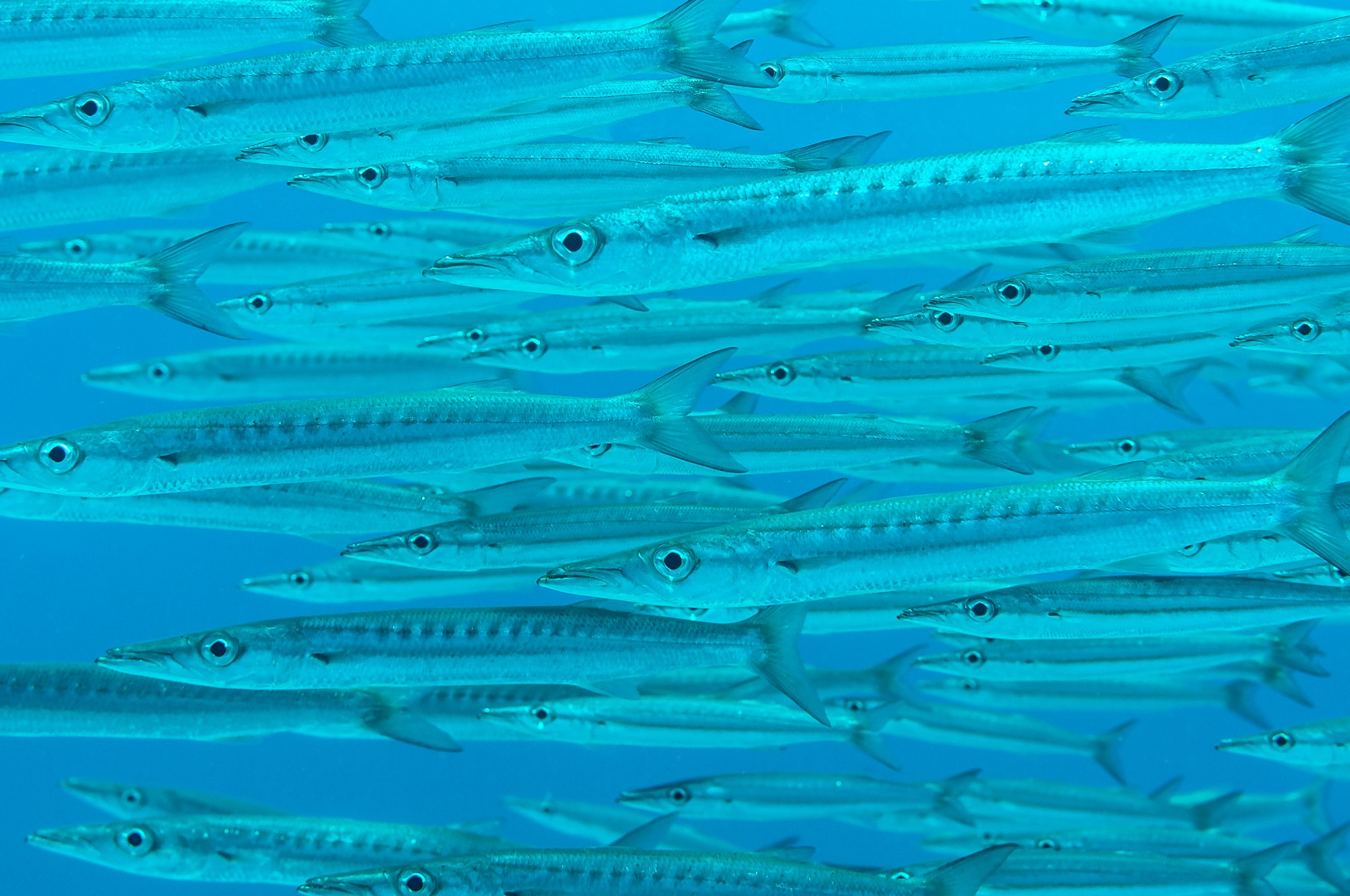 Nikon D90 + Nikon AF Nikkor 50mm F1.4D sample photo. Red sea barracudas photography