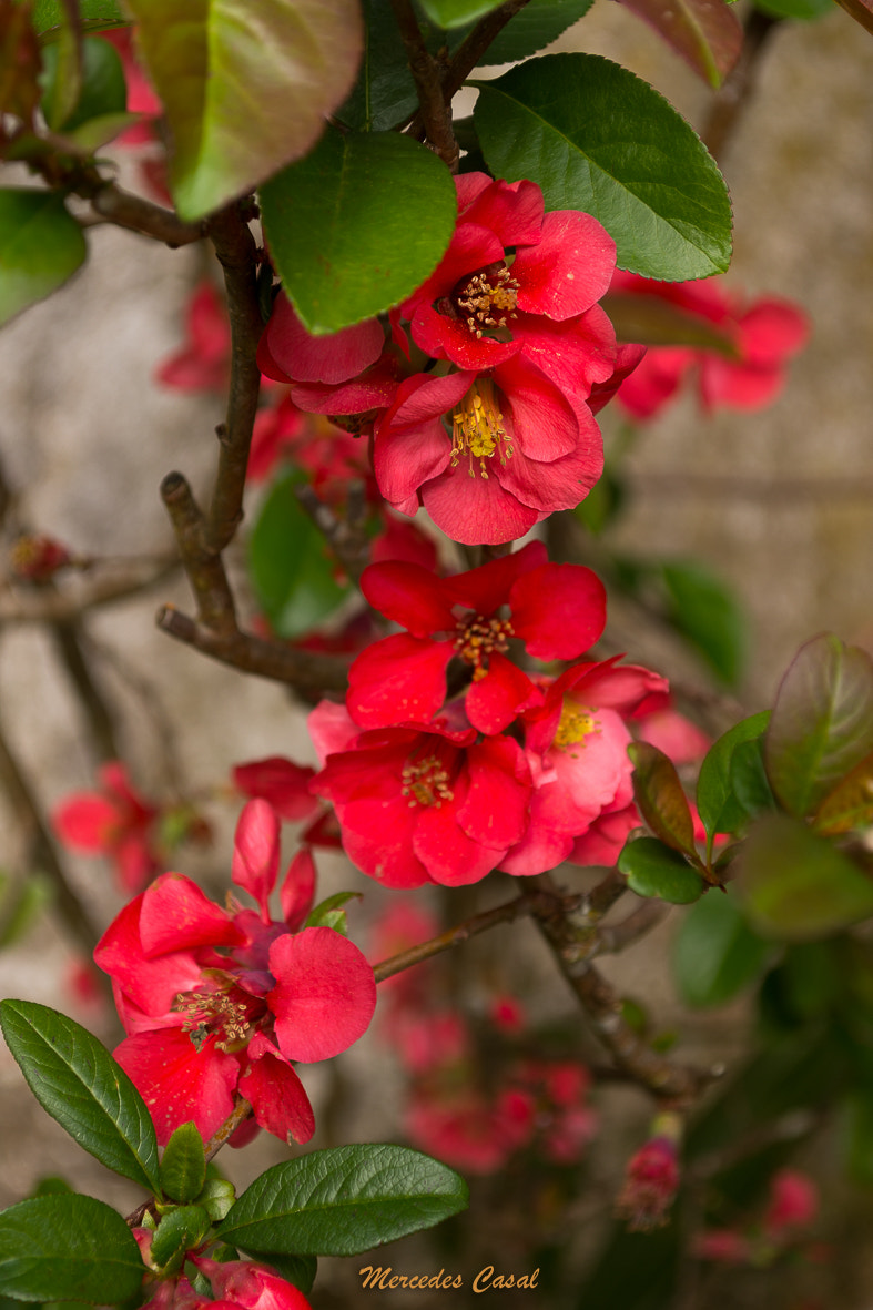 Nikon D7200 sample photo. Flor del membrillo chino photography