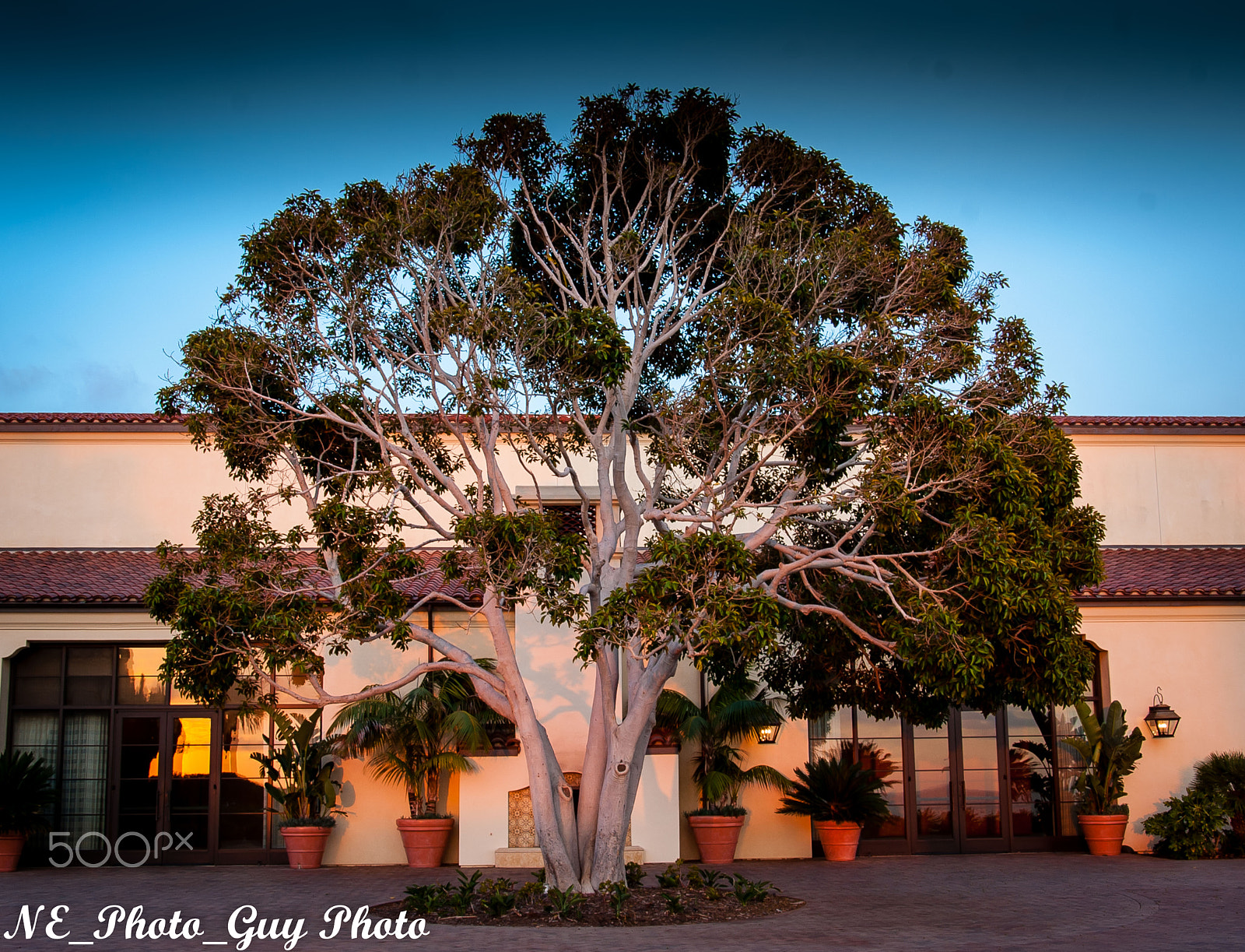 Nikon D700 sample photo. Tree at sunset photography