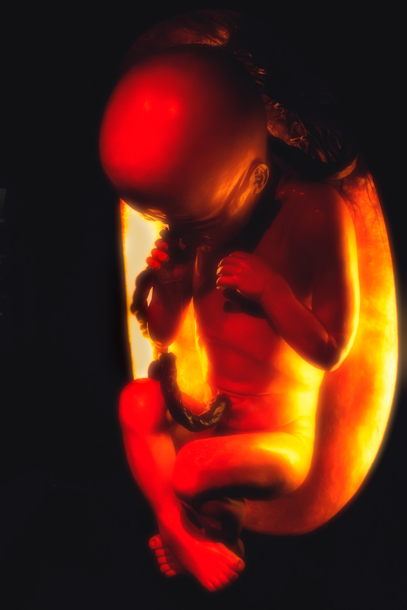 Nikon D7200 sample photo. Foetus photography