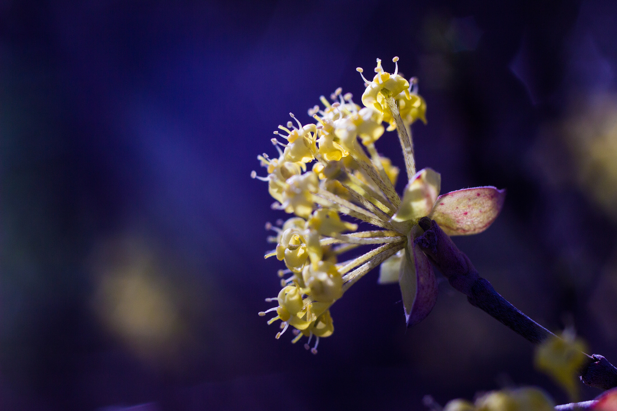 Canon EF 35-80mm f/4-5.6 sample photo. Cornus photography