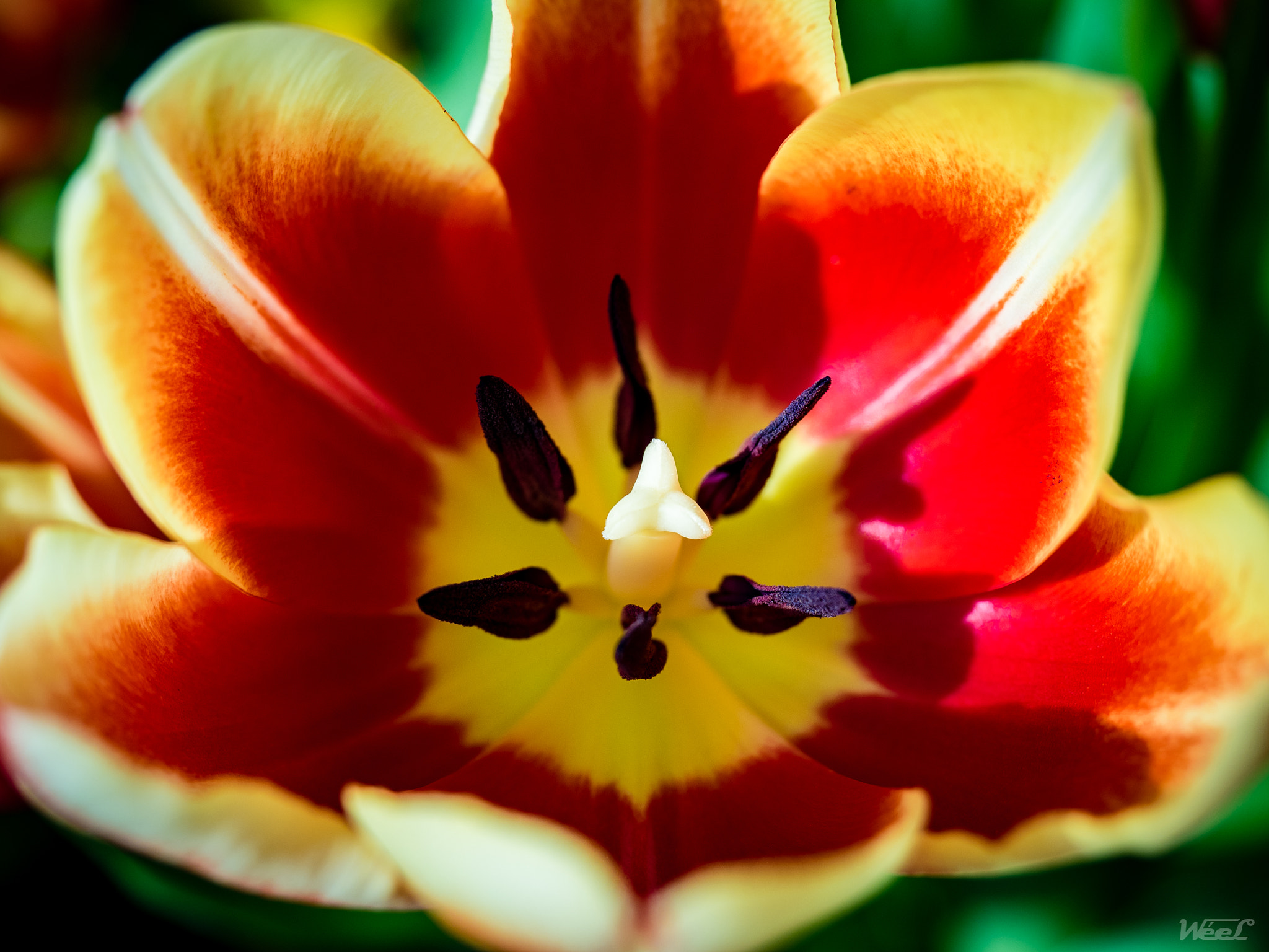 Olympus OM-D E-M5 II sample photo. Tulips inflorescence photography
