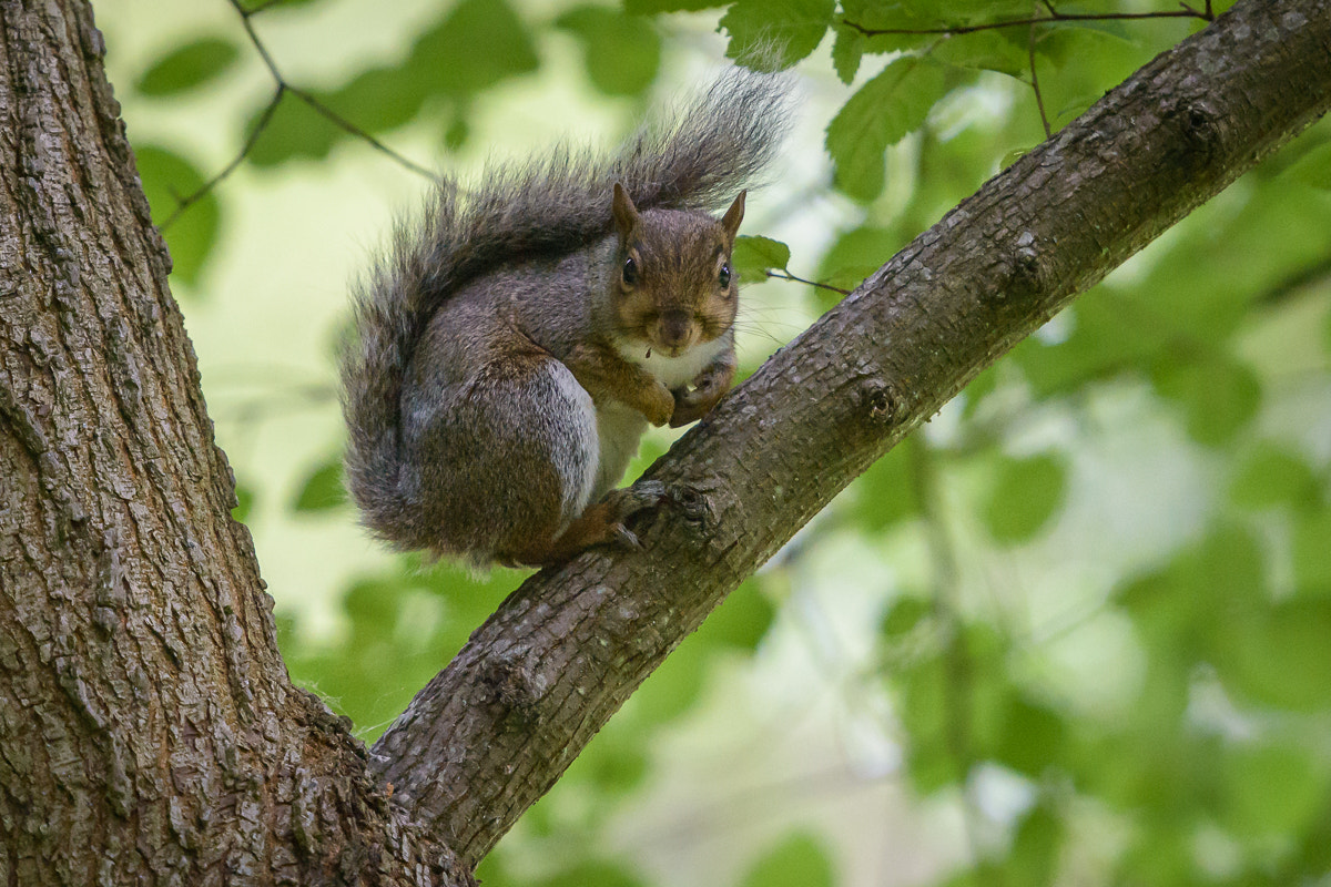 Nikon D800 sample photo. Grey squirrel photography