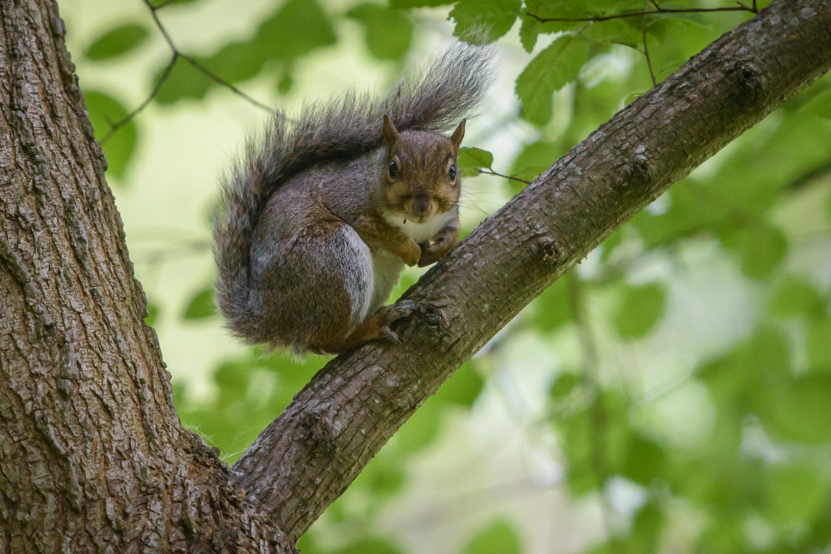Nikon AF-S Nikkor 70-200mm F2.8G ED VR II sample photo. Grey squirrel photography