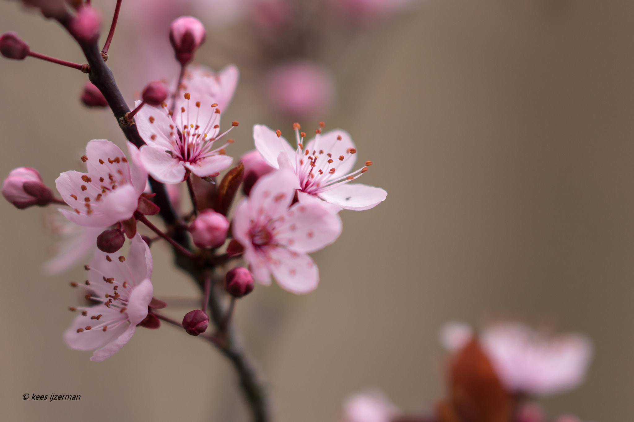 Sony SLT-A77 + Sony Sonnar T* 135mm F1.8 ZA sample photo. Prunus serrula. photography