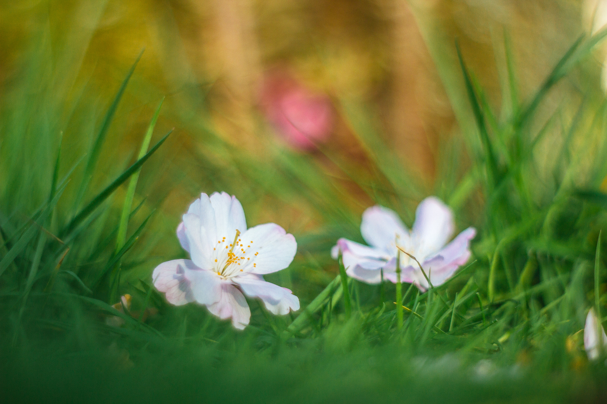 Canon EF 35-80mm f/4-5.6 sample photo. Blossoms photography