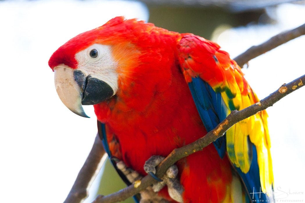 Tamron SP 150-600mm F5-6.3 Di VC USD sample photo. Parrot photography