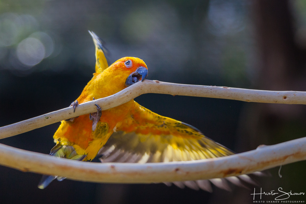 Canon EOS 5D Mark II + Tamron SP 150-600mm F5-6.3 Di VC USD sample photo. Parrot photography
