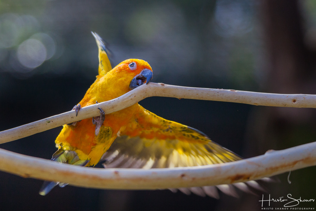Tamron SP 150-600mm F5-6.3 Di VC USD sample photo. Parrot photography