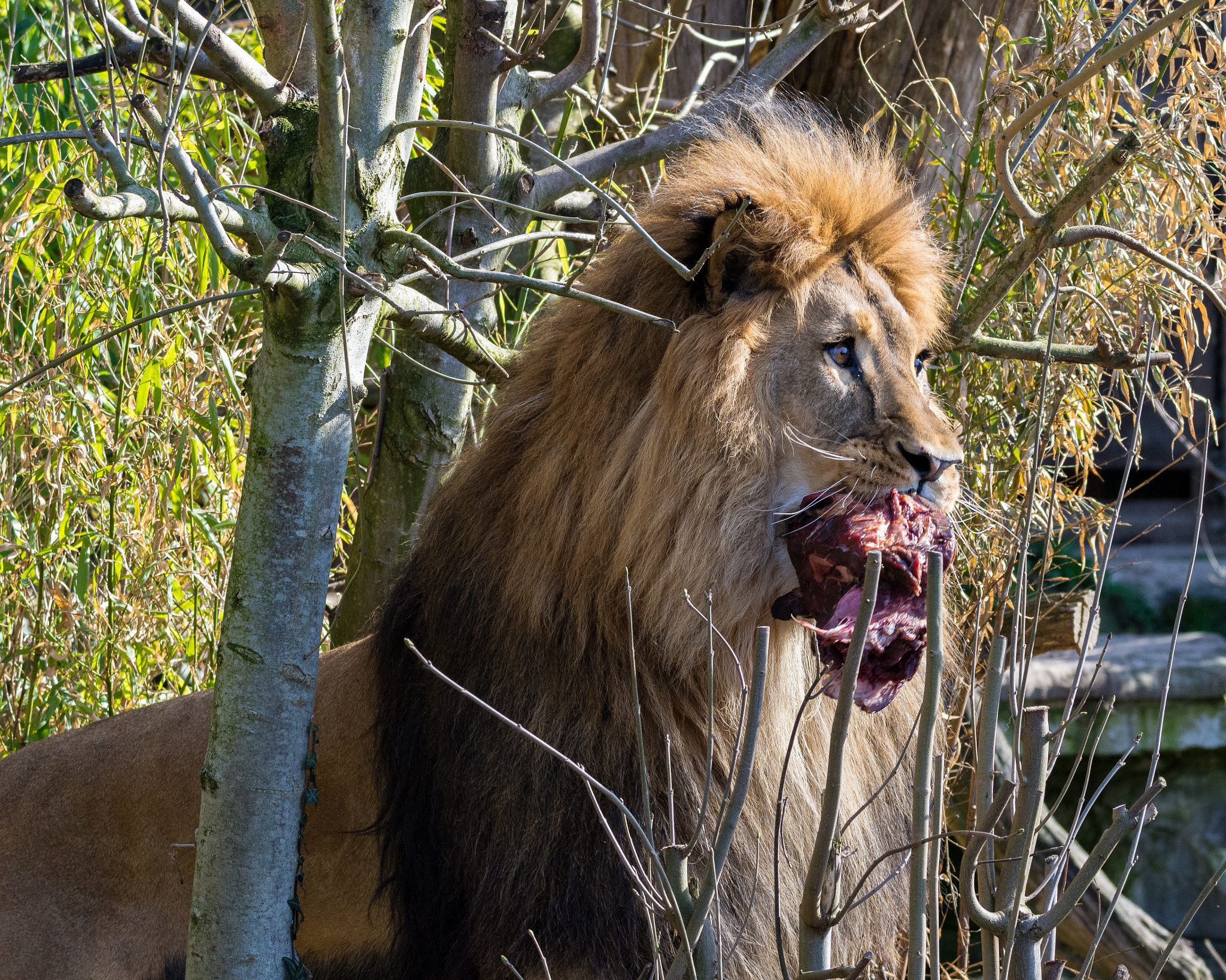 Nikon D7200 sample photo. Lion photography