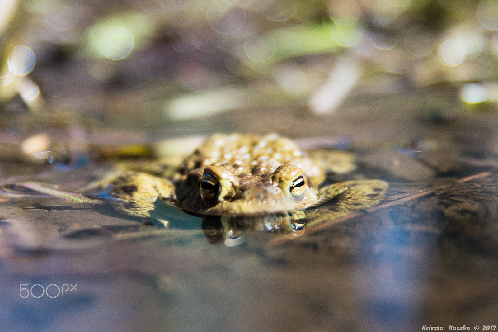 Tamron SP AF 17-50mm F2.8 XR Di II LD Aspherical (IF) sample photo. I am a crocodile!!! photography