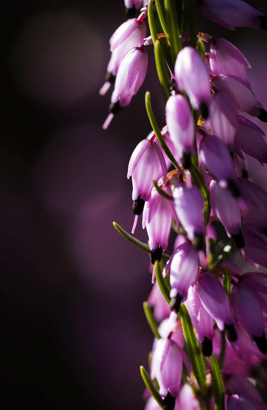 Nikon AF Micro-Nikkor 60mm F2.8D sample photo. Heather photography