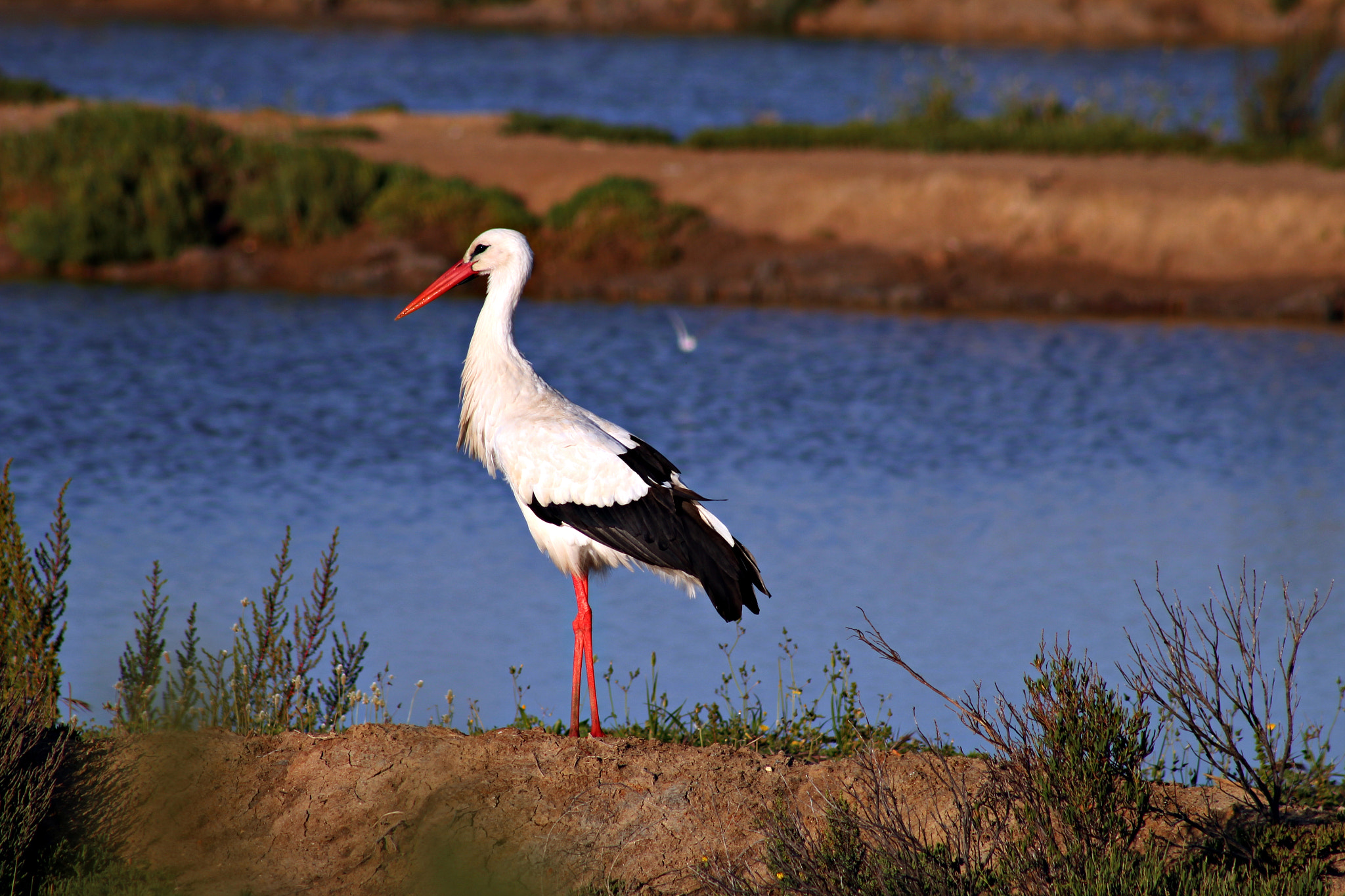 Canon EOS 1200D (EOS Rebel T5 / EOS Kiss X70 / EOS Hi) + EF75-300mm f/4-5.6 sample photo. Cegonha photography