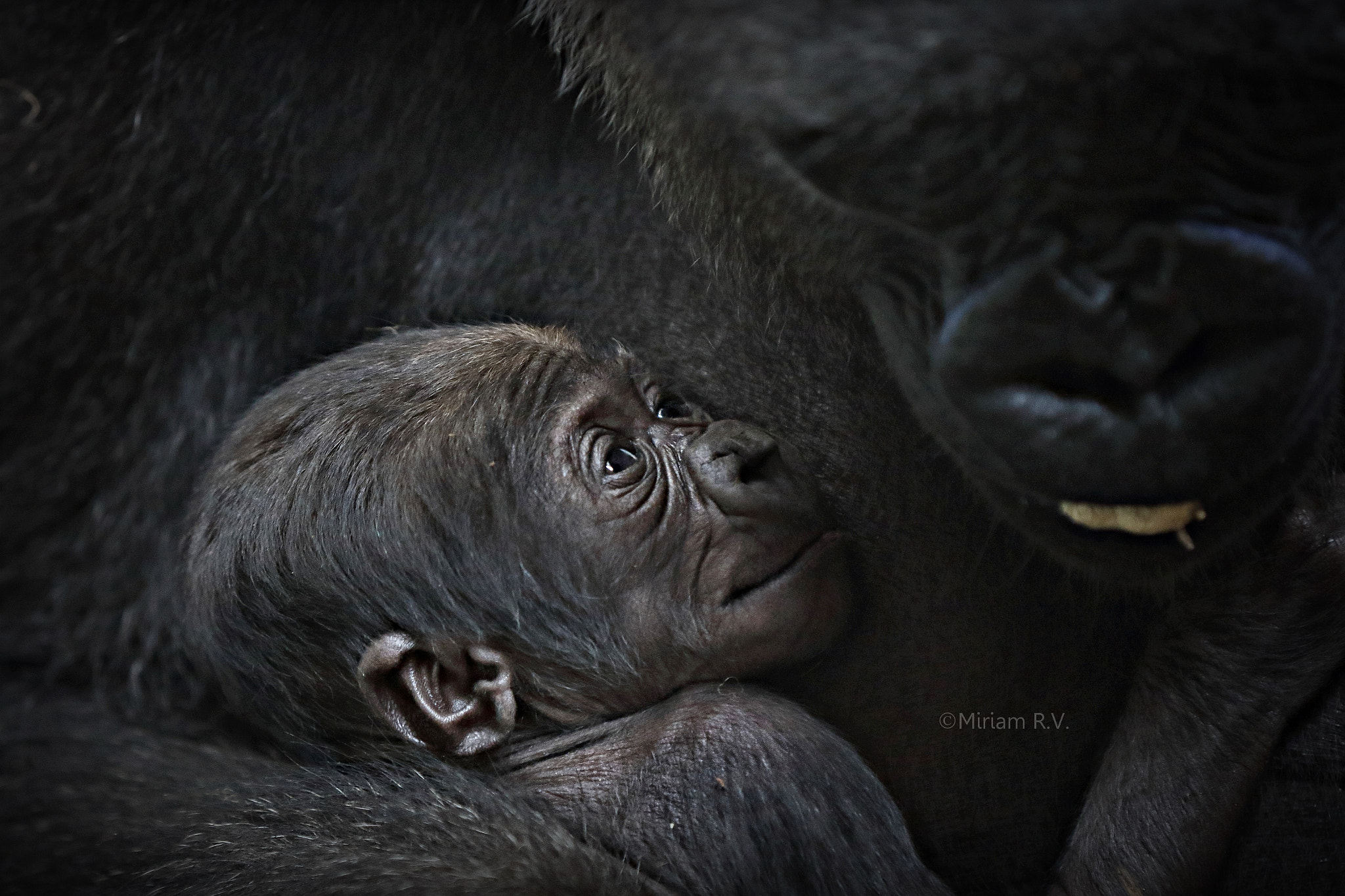 Canon EF 70-200mm F2.8L IS II USM sample photo. Tenderness photography