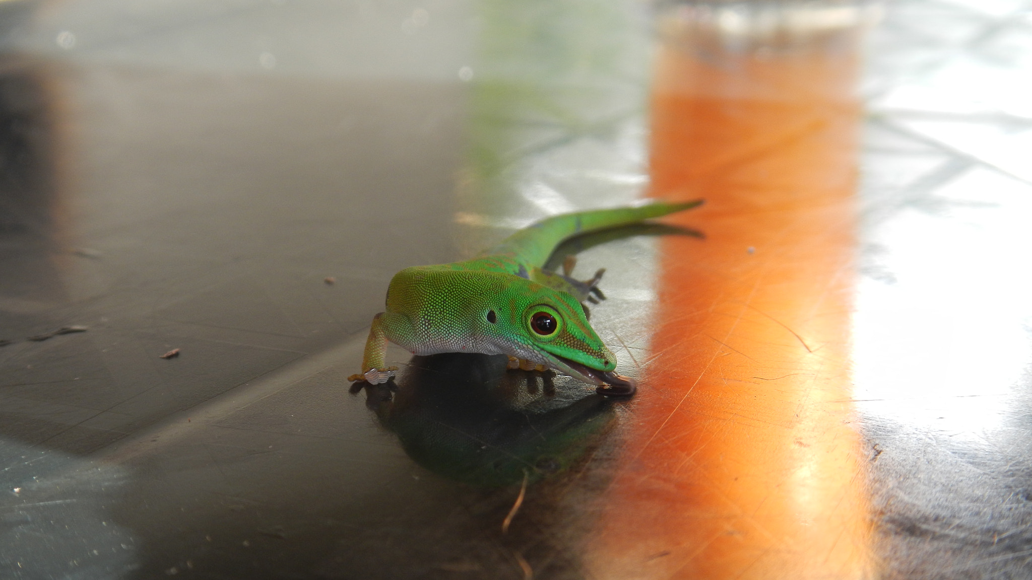 Nikon Coolpix AW100 sample photo. Thirsty gecko photography