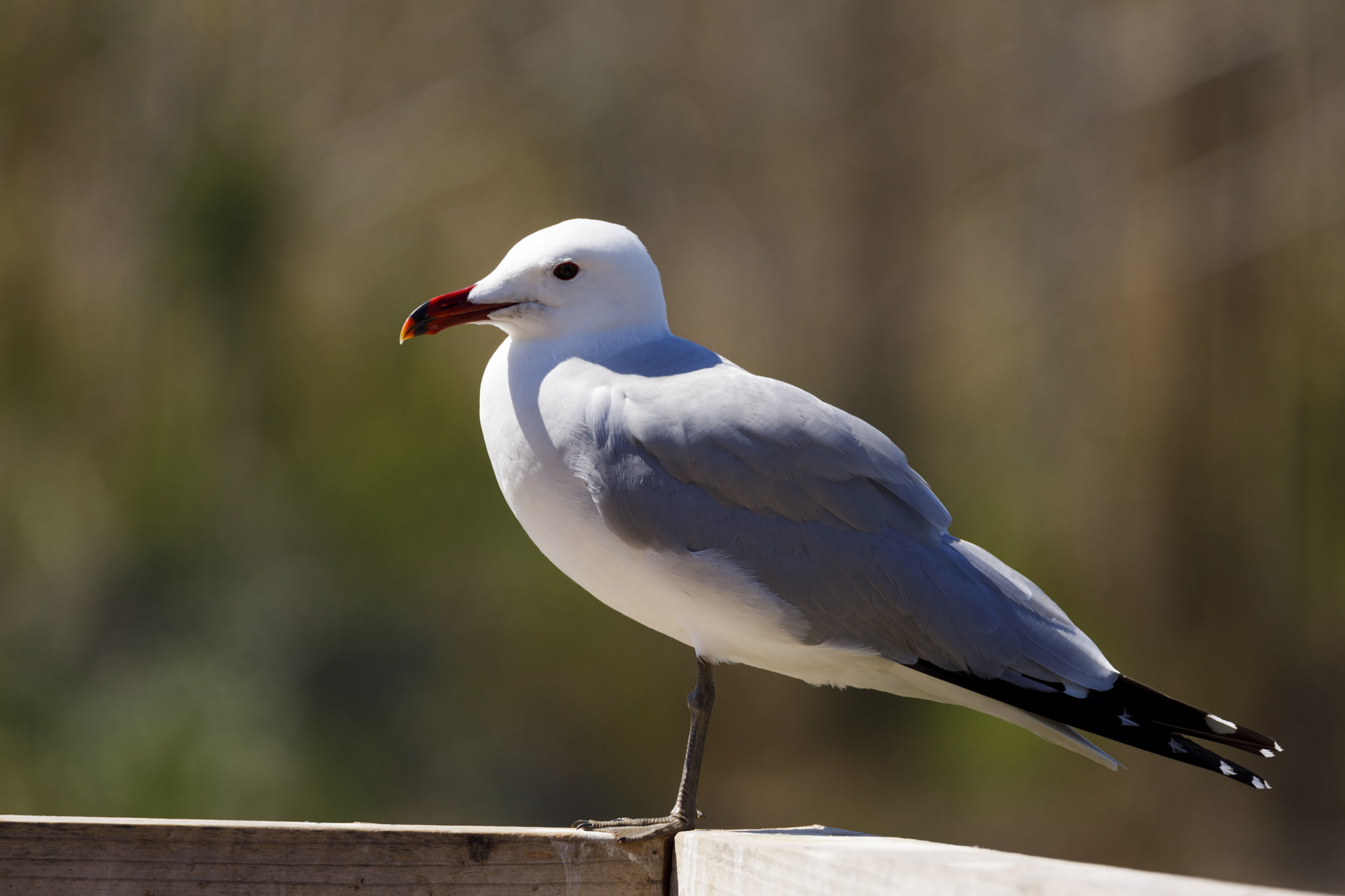 Tamron SP 150-600mm F5-6.3 Di VC USD sample photo. Gull 1 photography
