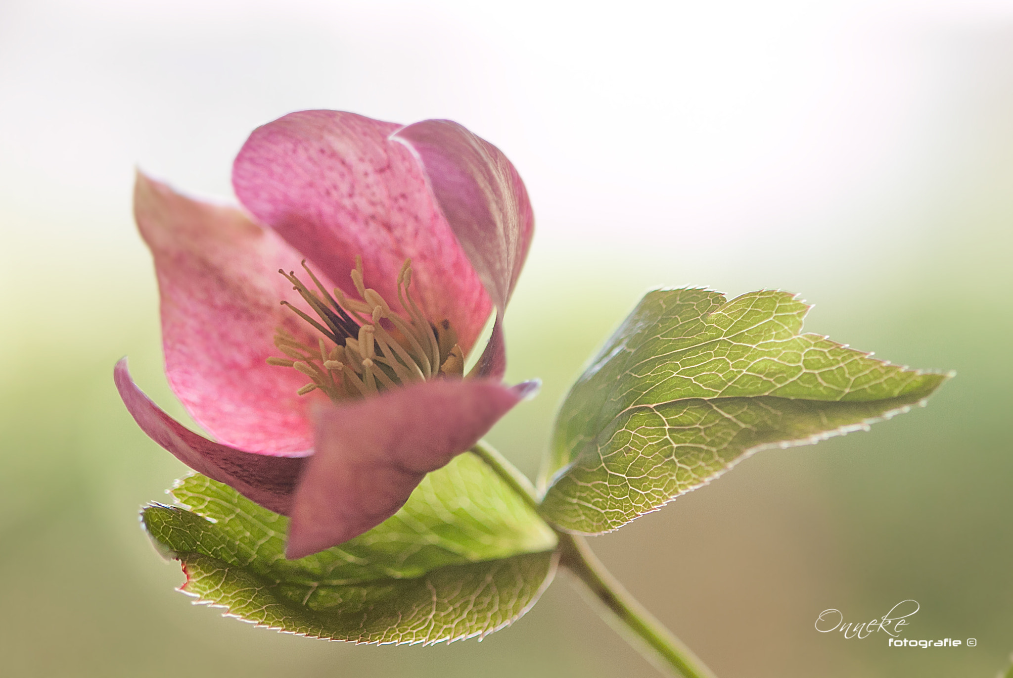 Canon EOS 50D + Canon EF 100mm F2.8 Macro USM sample photo. Helleborus photography