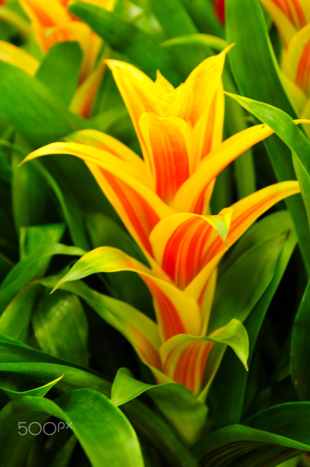 Nikon D700 sample photo. Solitary photography