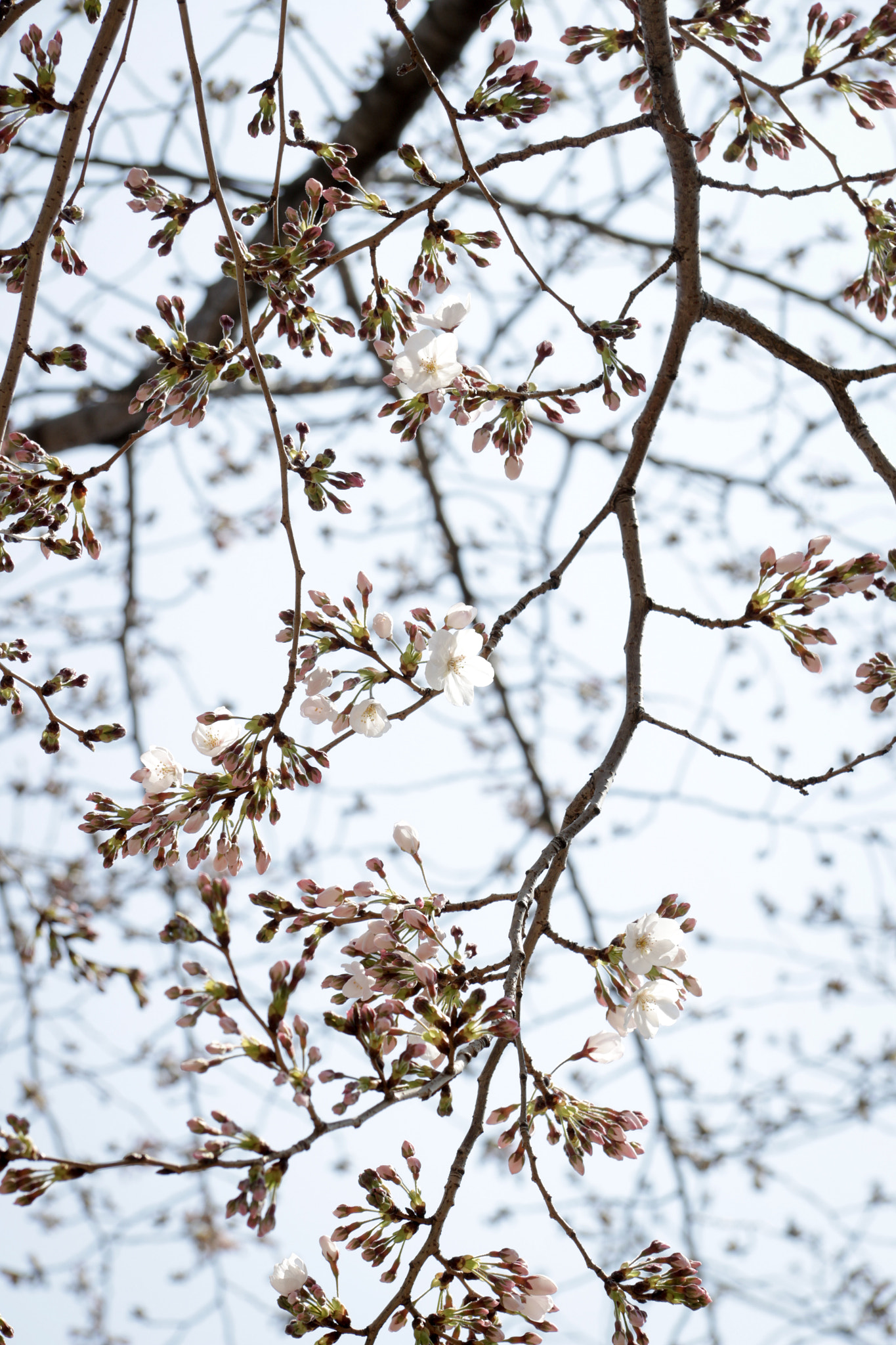 Canon EF-S 17-85mm F4-5.6 IS USM sample photo