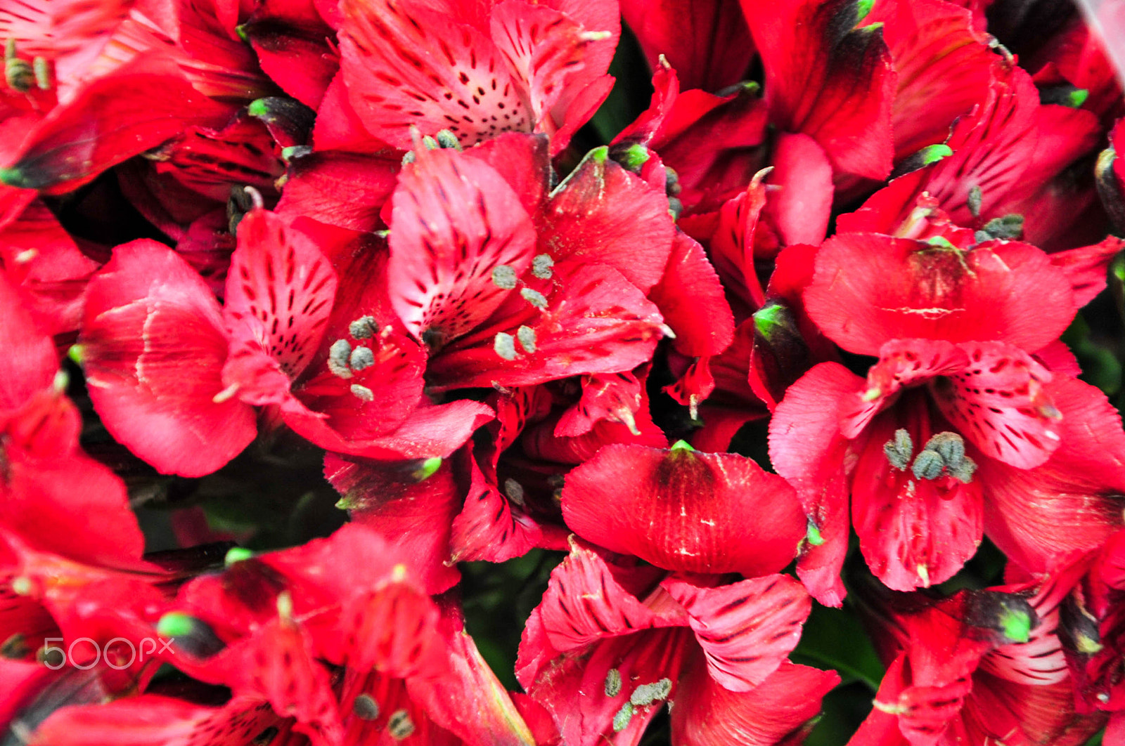Nikon D700 sample photo. Bouquet photography